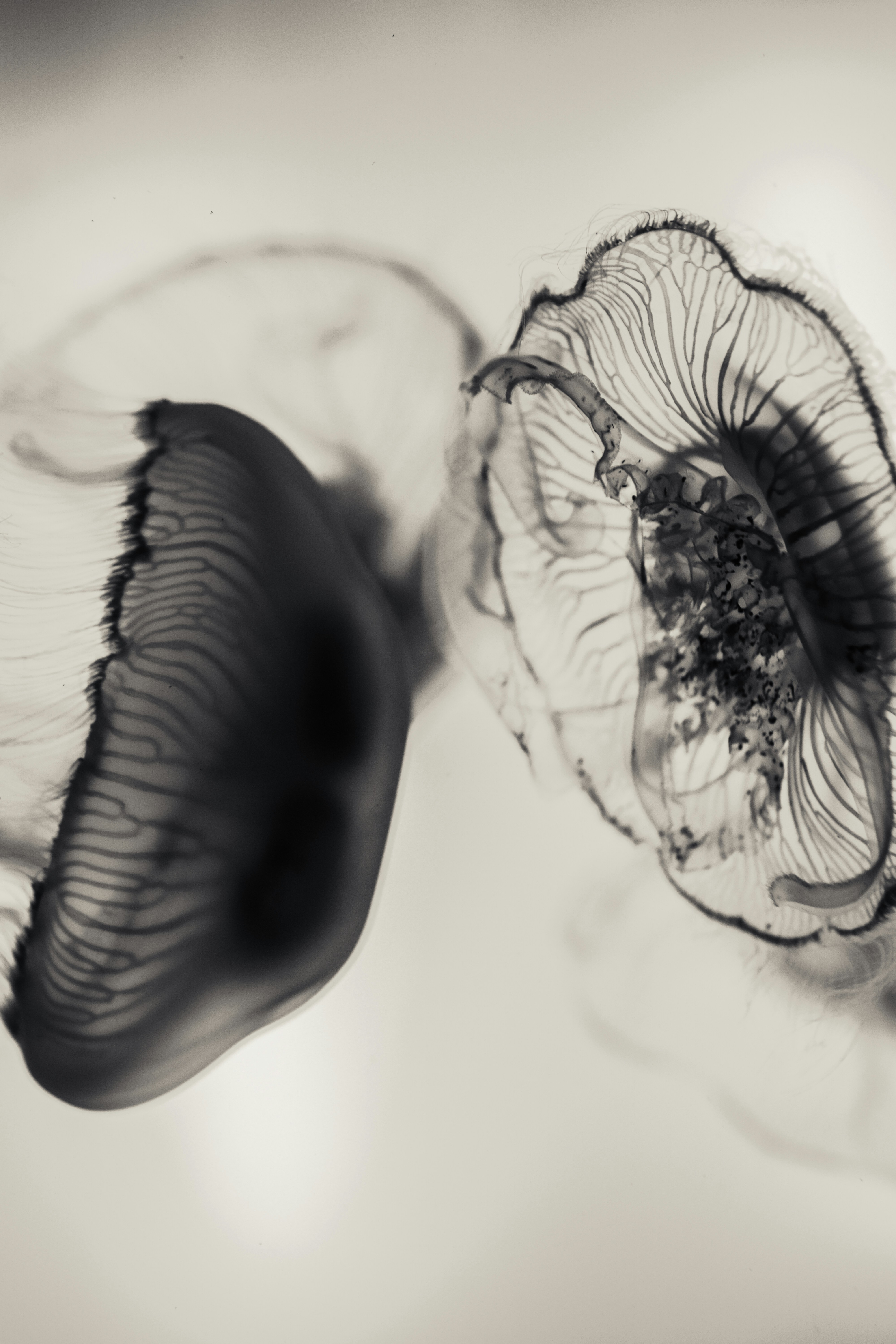 a black and white photo of a jellyfish