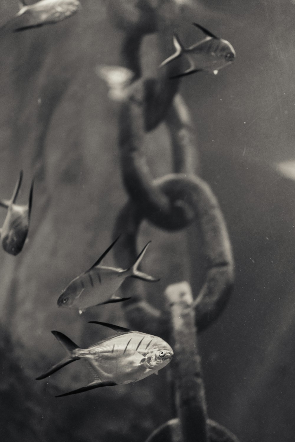 Fotografía en blanco y negro de un eslabón de cadena y un pez