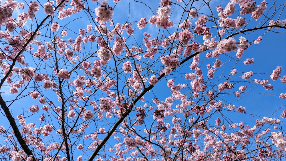 a tree with lots of pink flowers on it