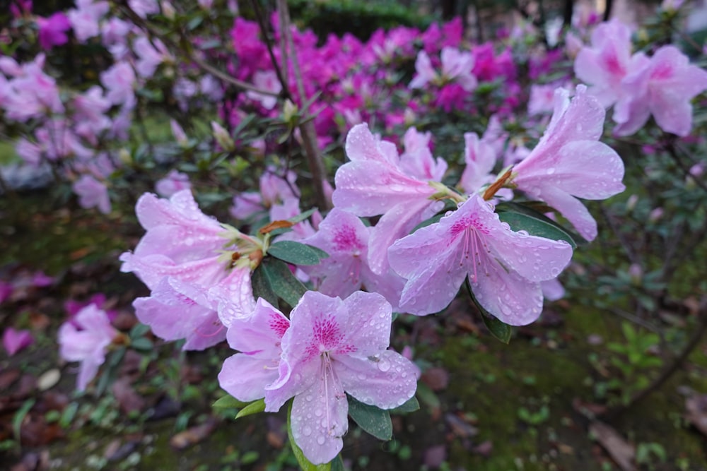 a bunch of pink flowers with water droplets on them
