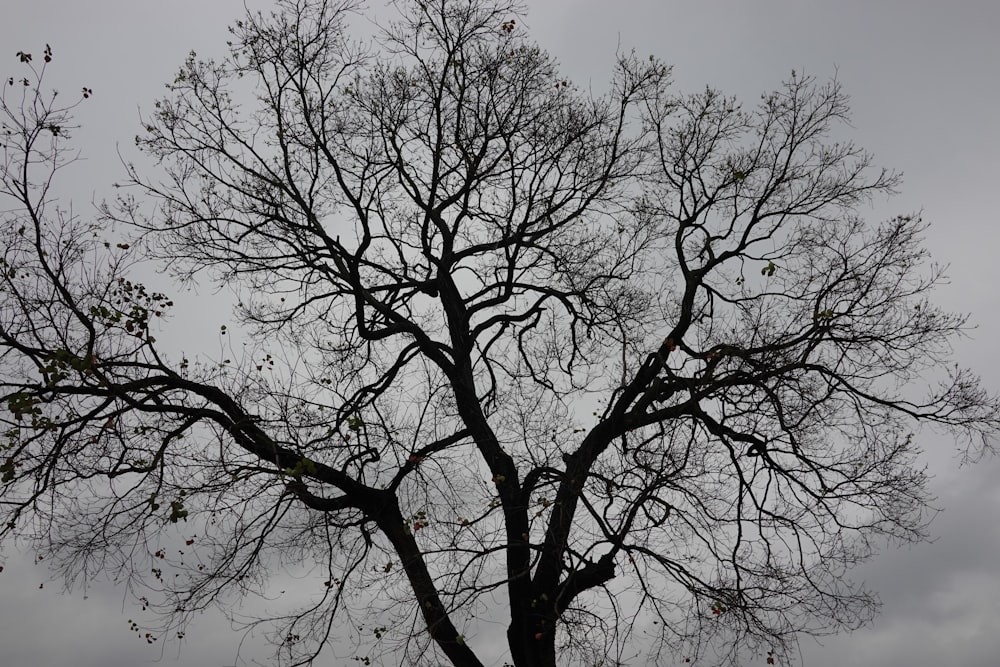 a bare tree with no leaves on a cloudy day