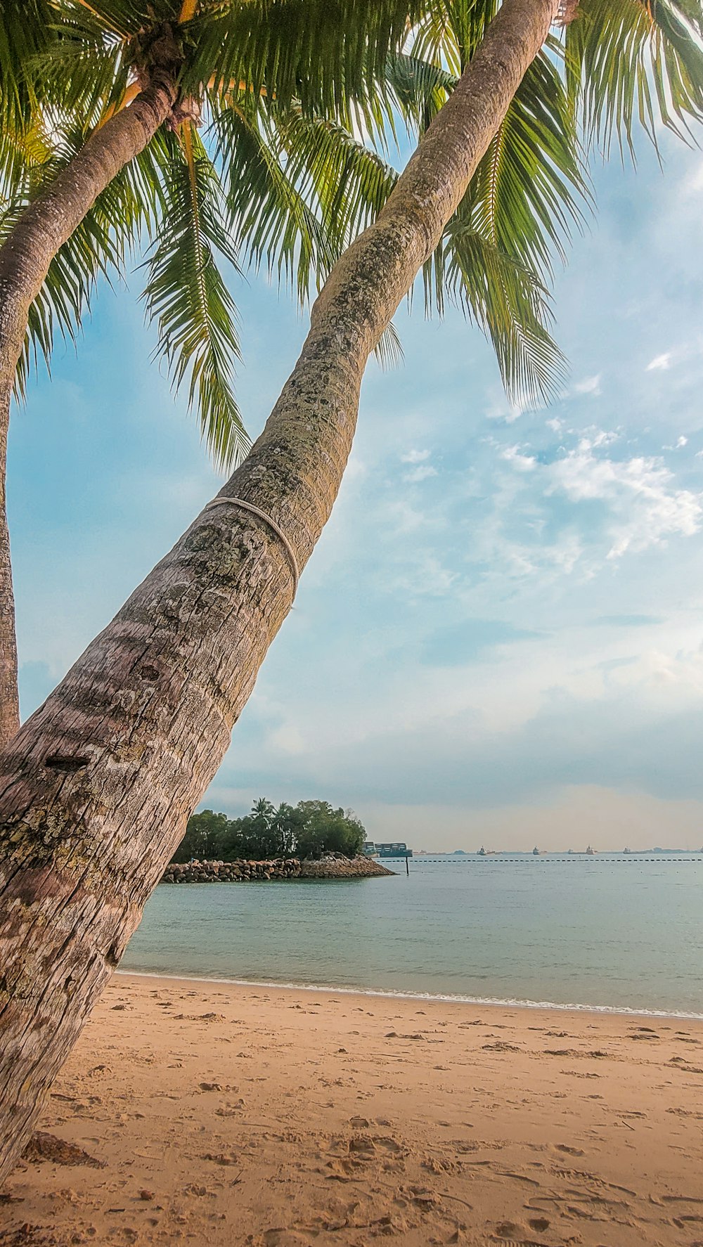 two palm trees on a beach with a body of water in the background