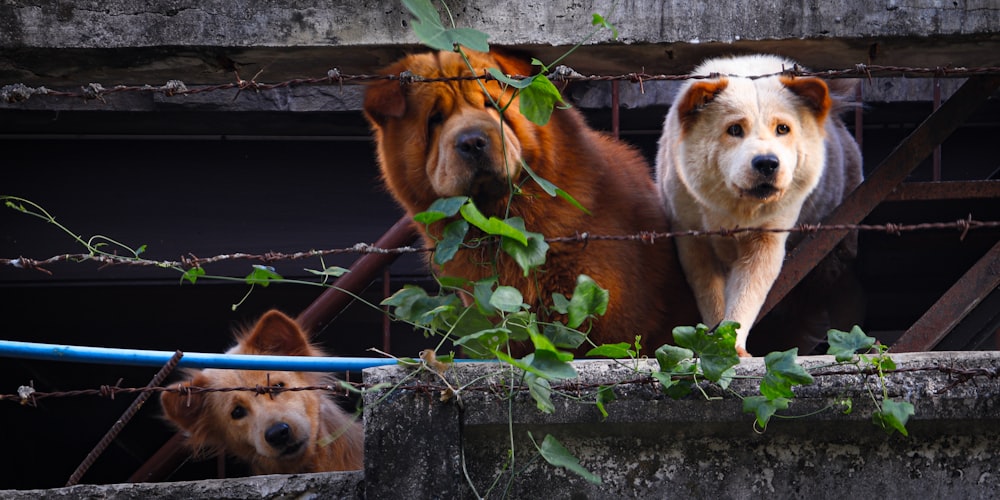 a couple of dogs standing on top of a wooden fence