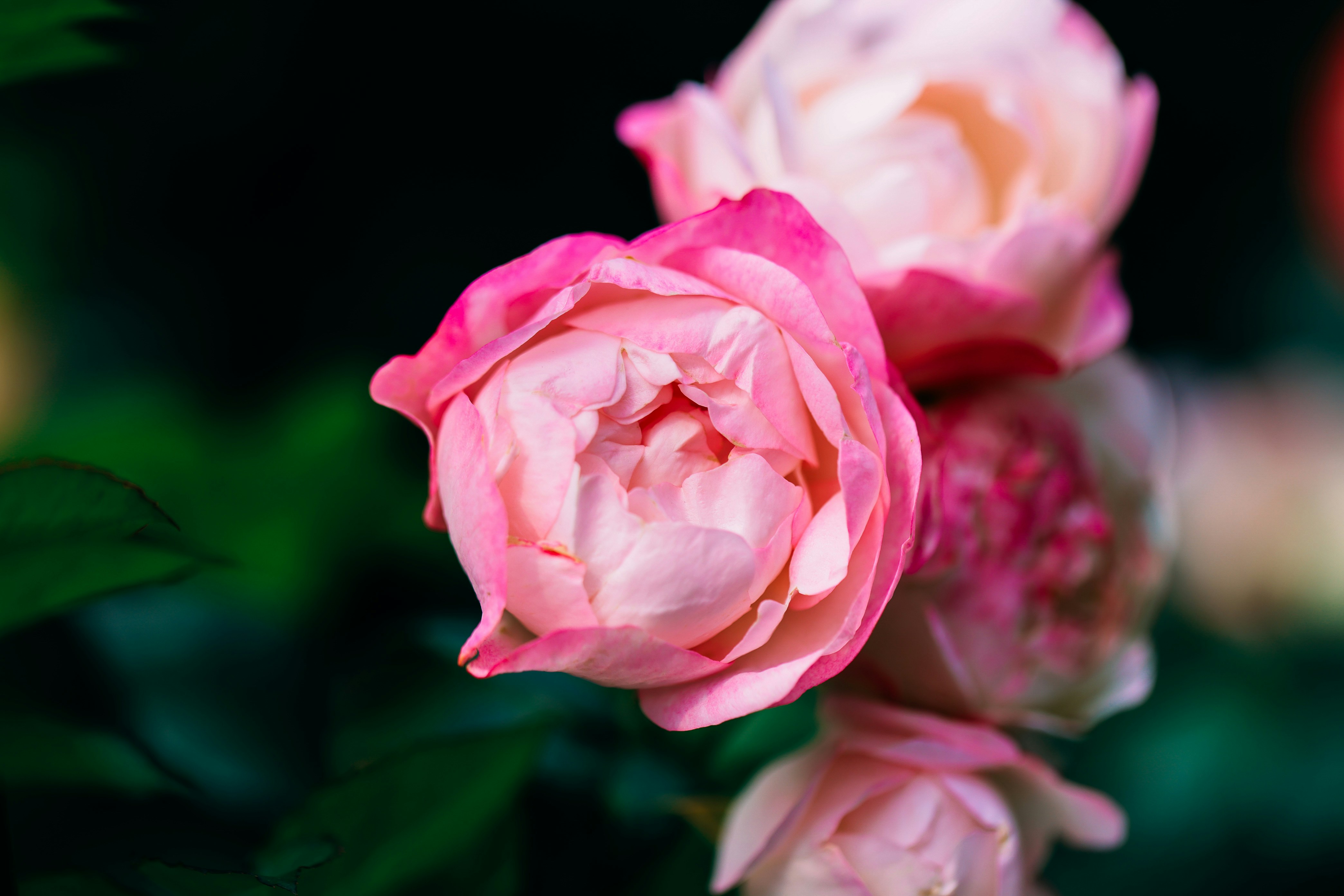 Photo by dickenslin76