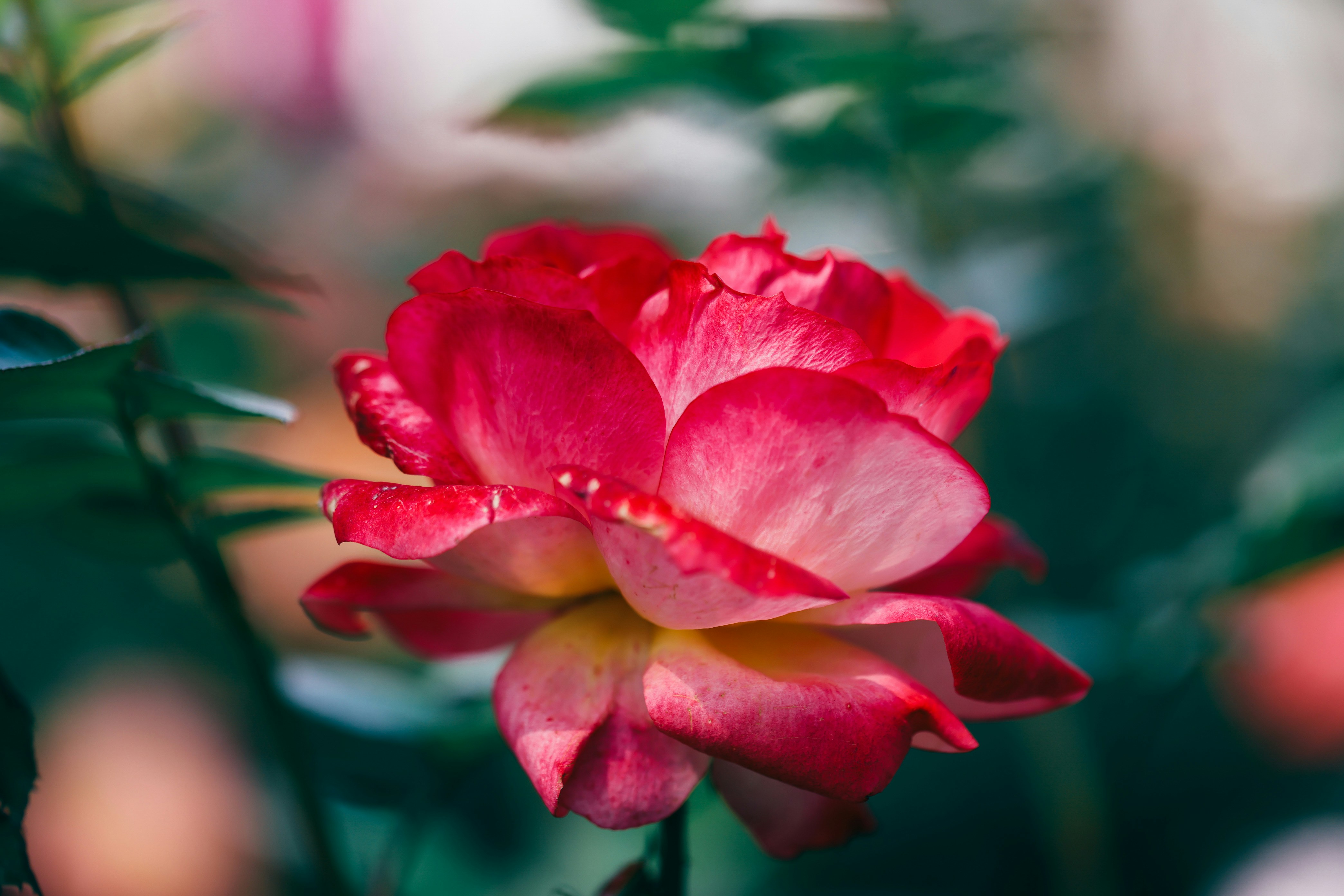 Photo by dickenslin76