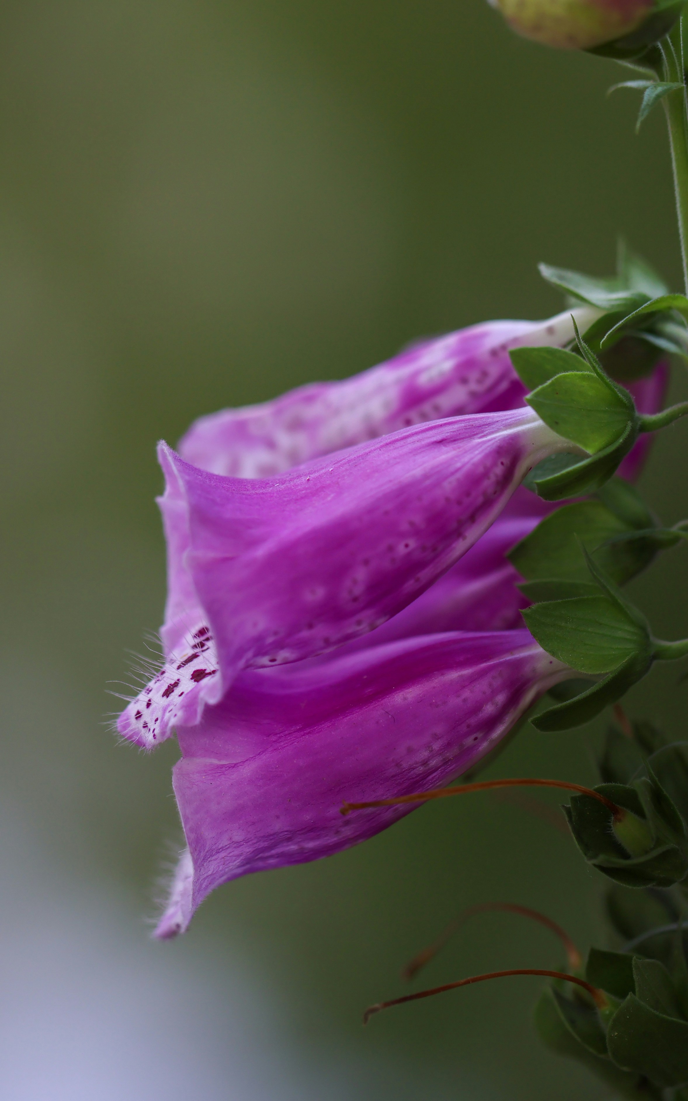 Photo by dickenslin76