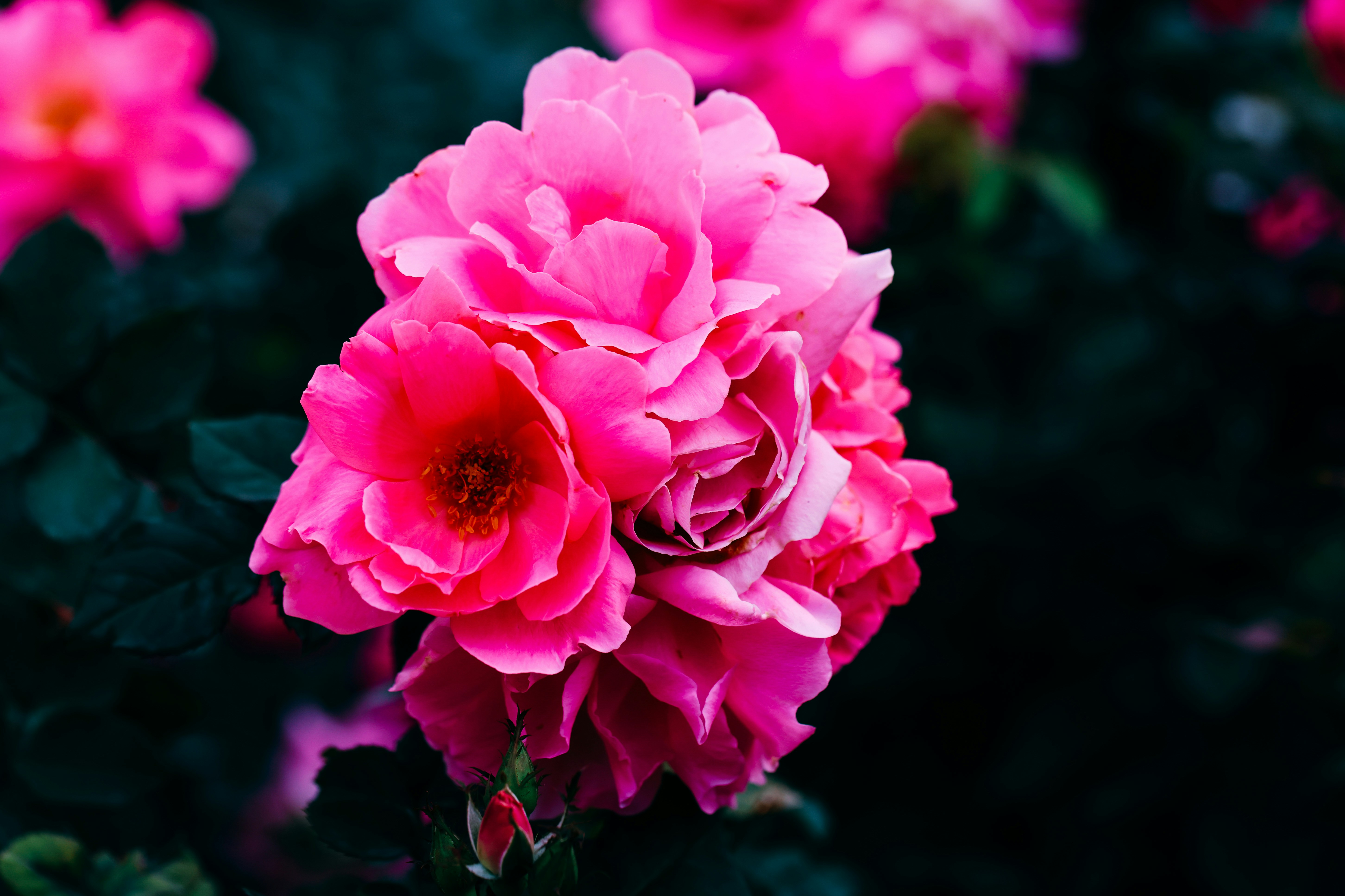 Photo by dickenslin76