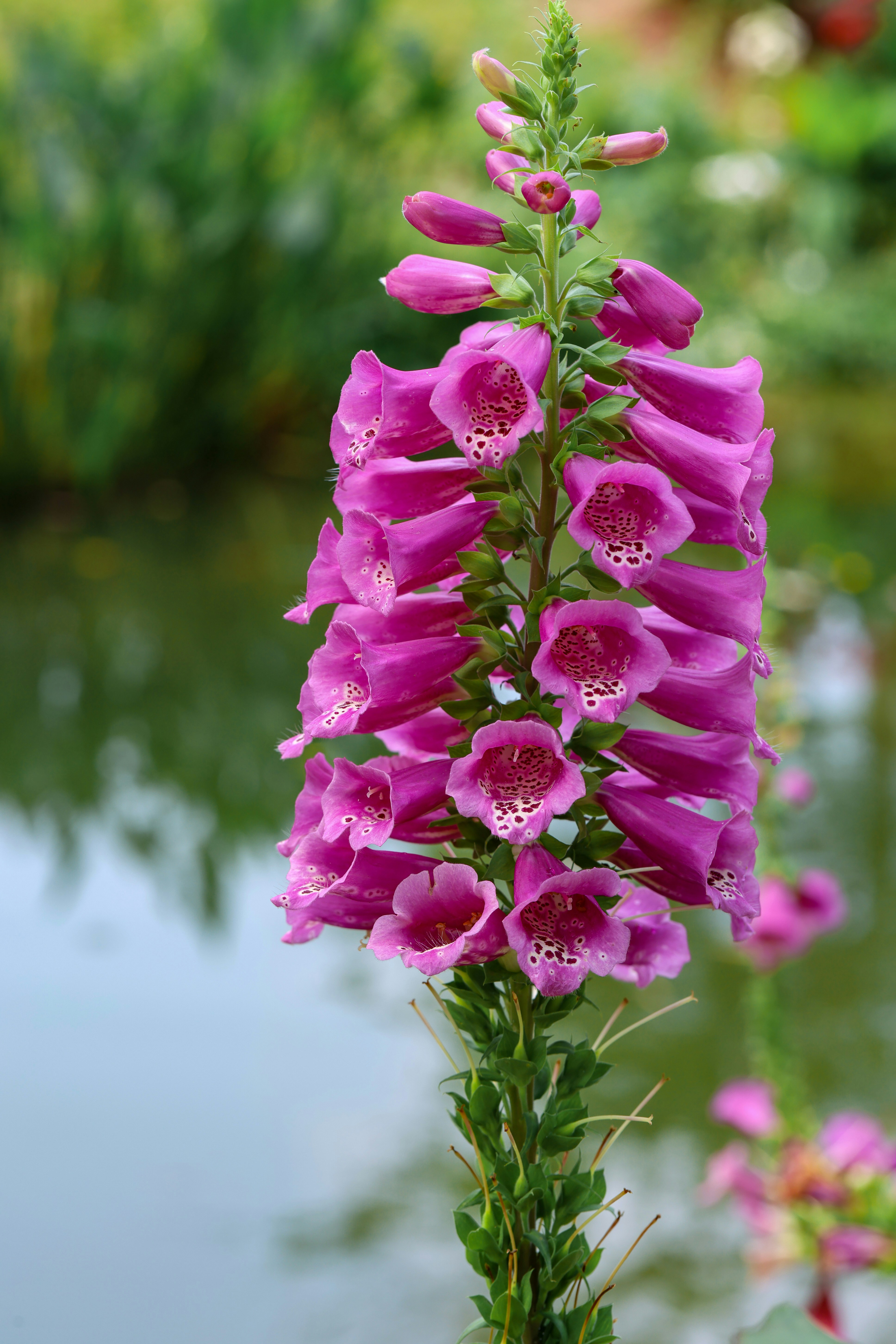 Photo by dickenslin76