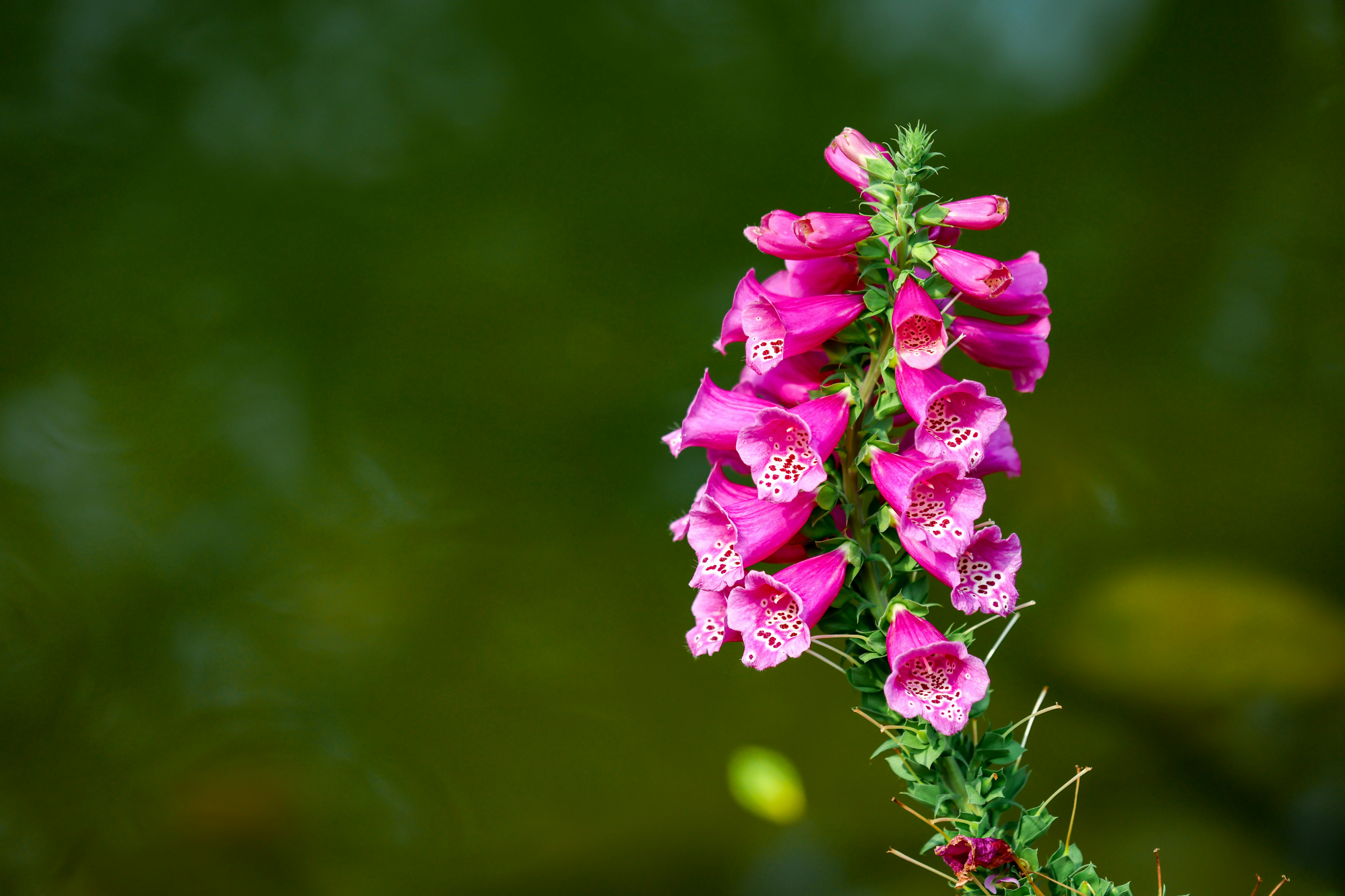 Photo by dickenslin76