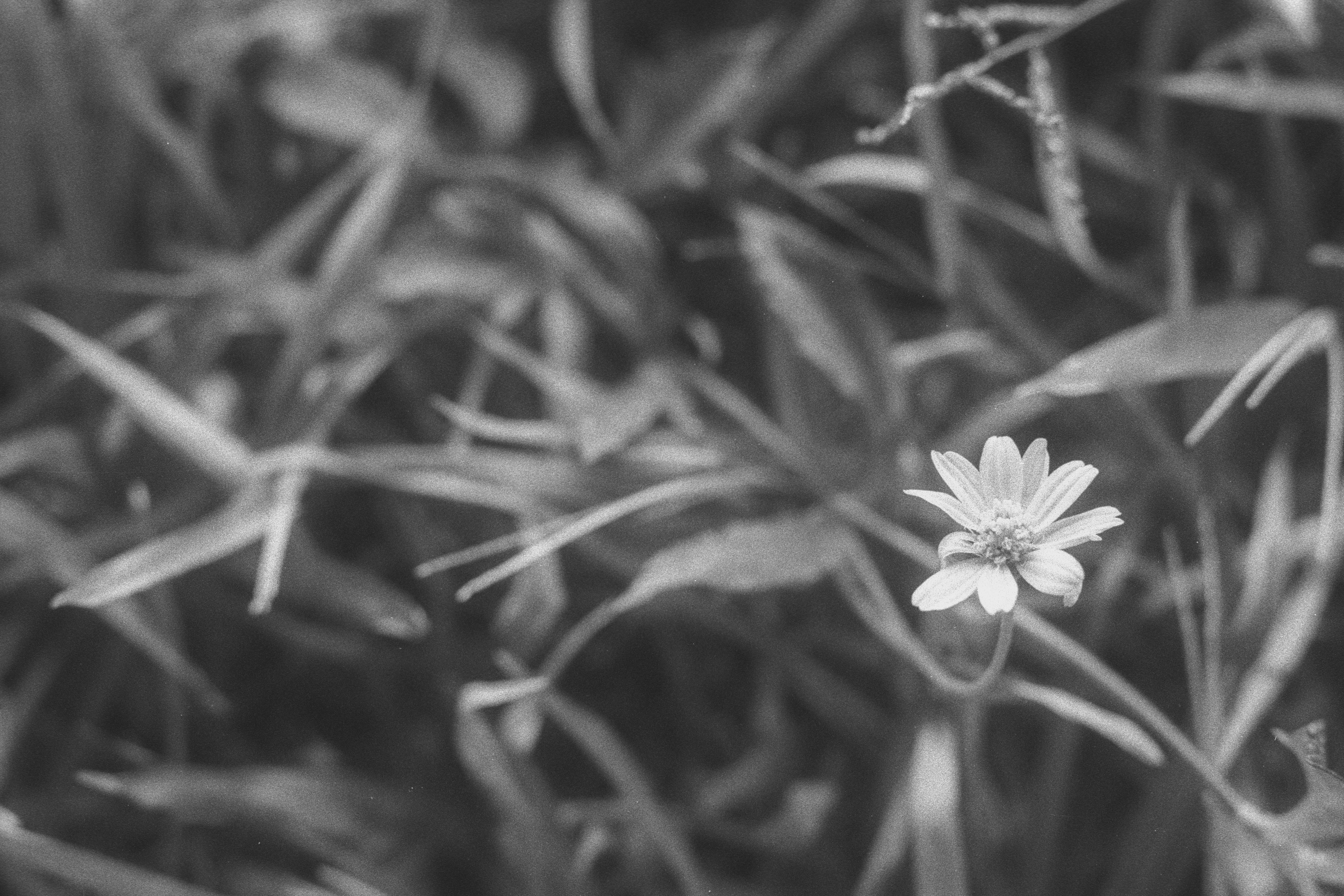 Photo by dickenslin76