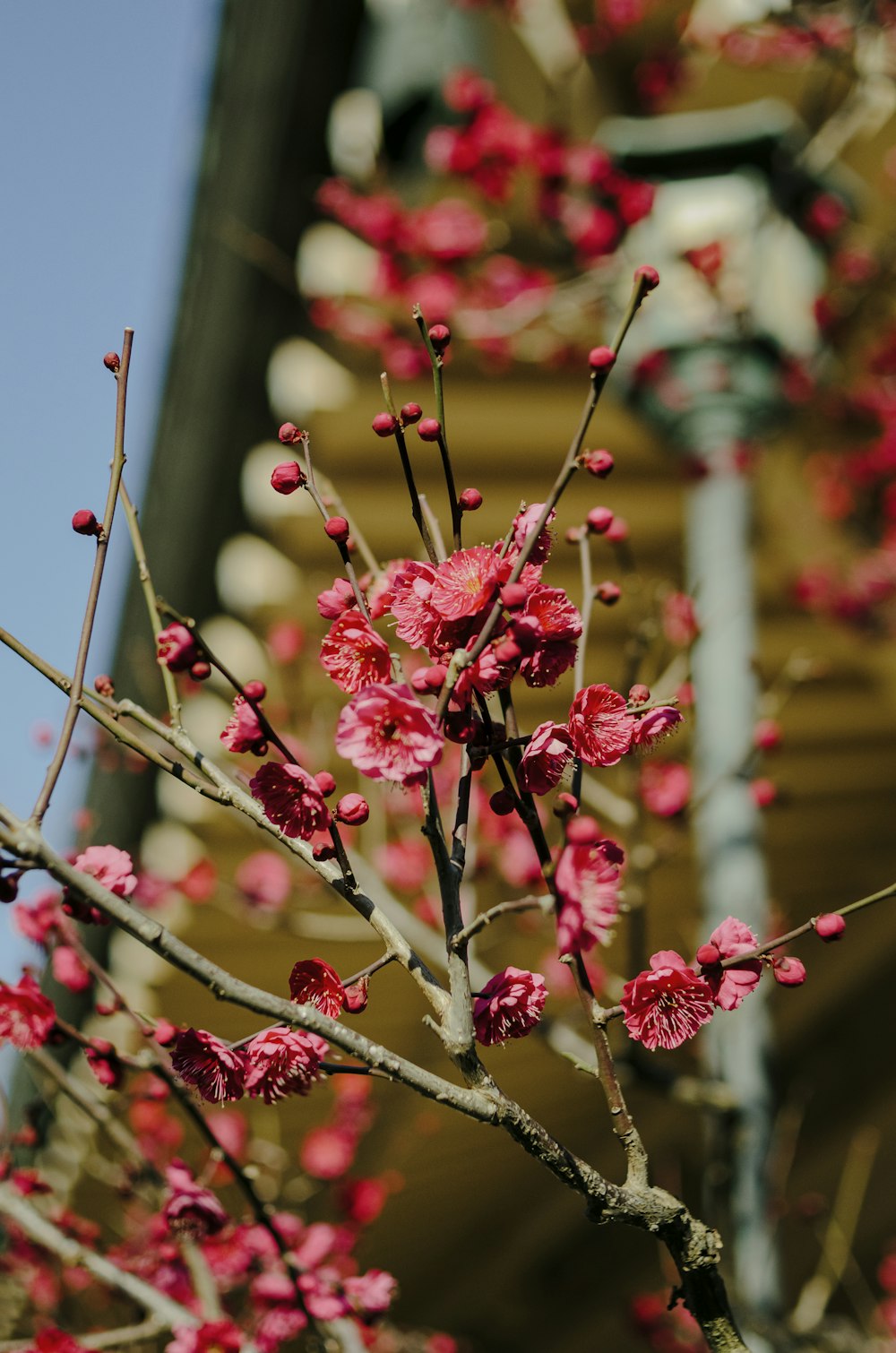 a tree with pink flowers in front of a building