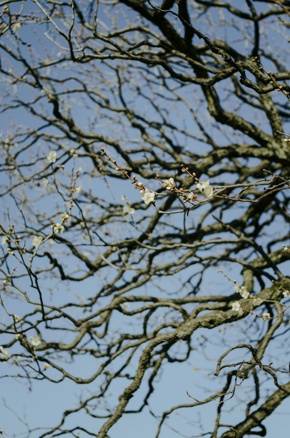 a bird is perched on a branch of a tree