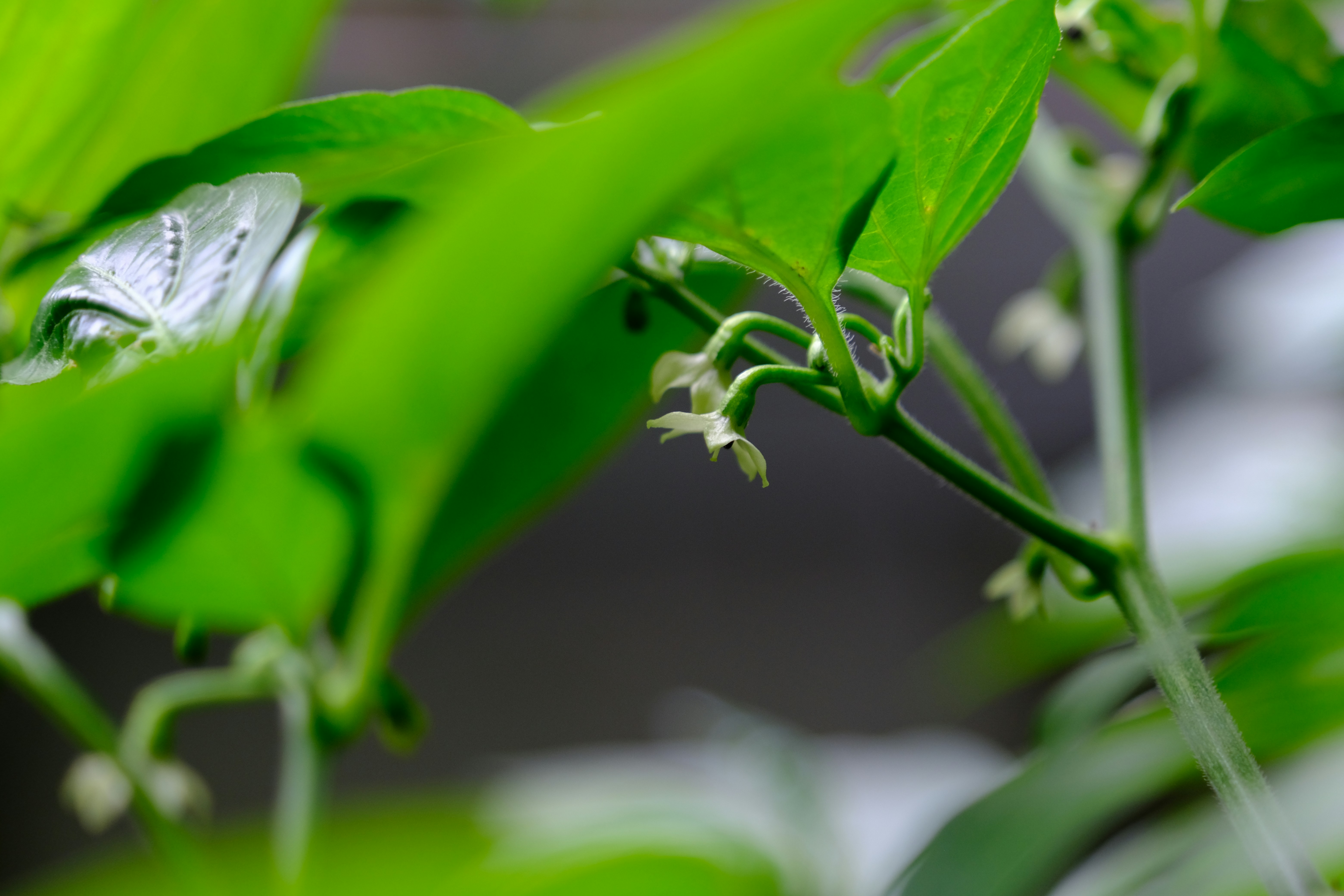 a close up of a green plant with white flowers
