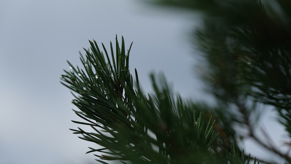 a close up of a pine tree branch