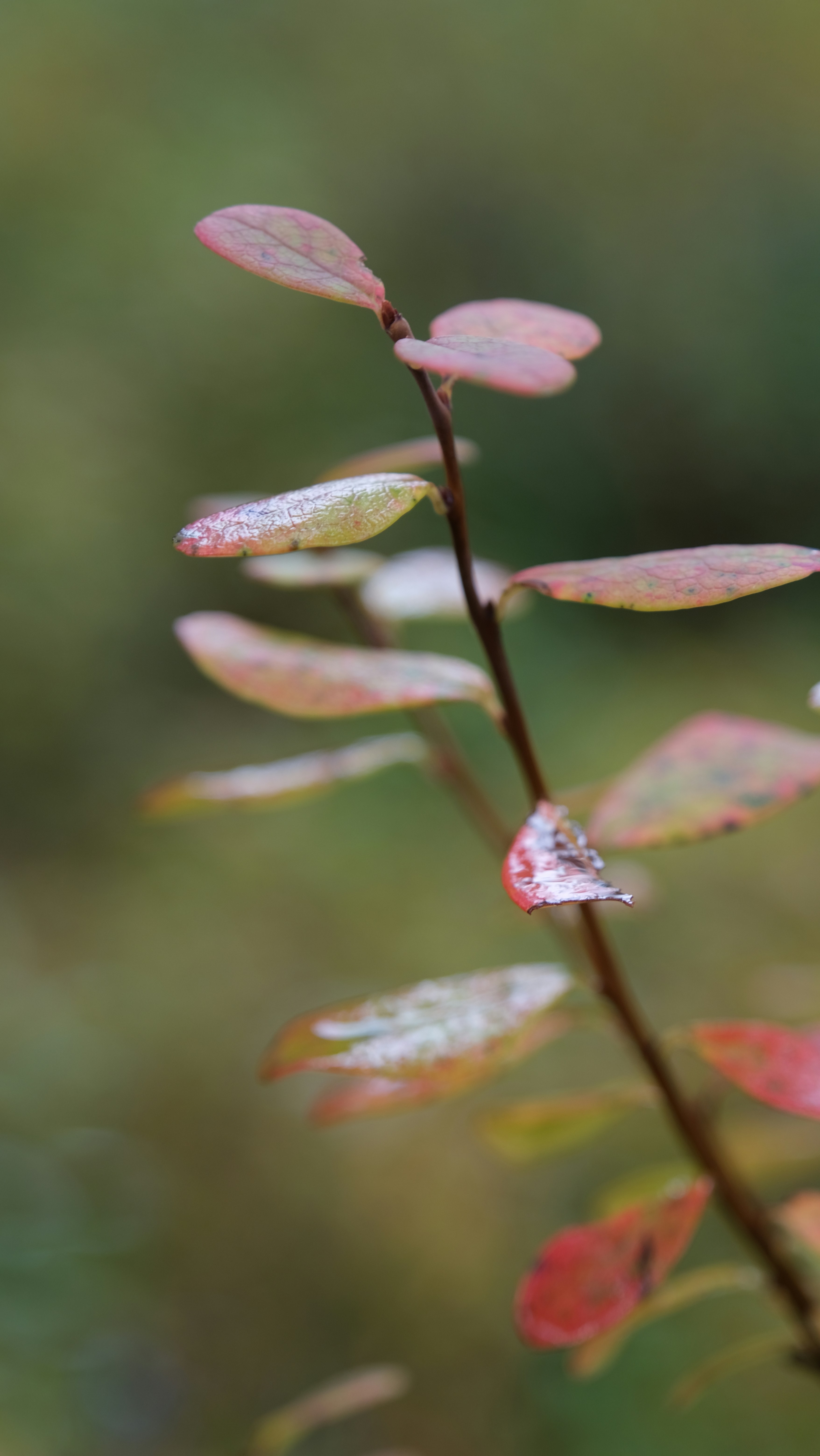 a close up of a plant with red leaves