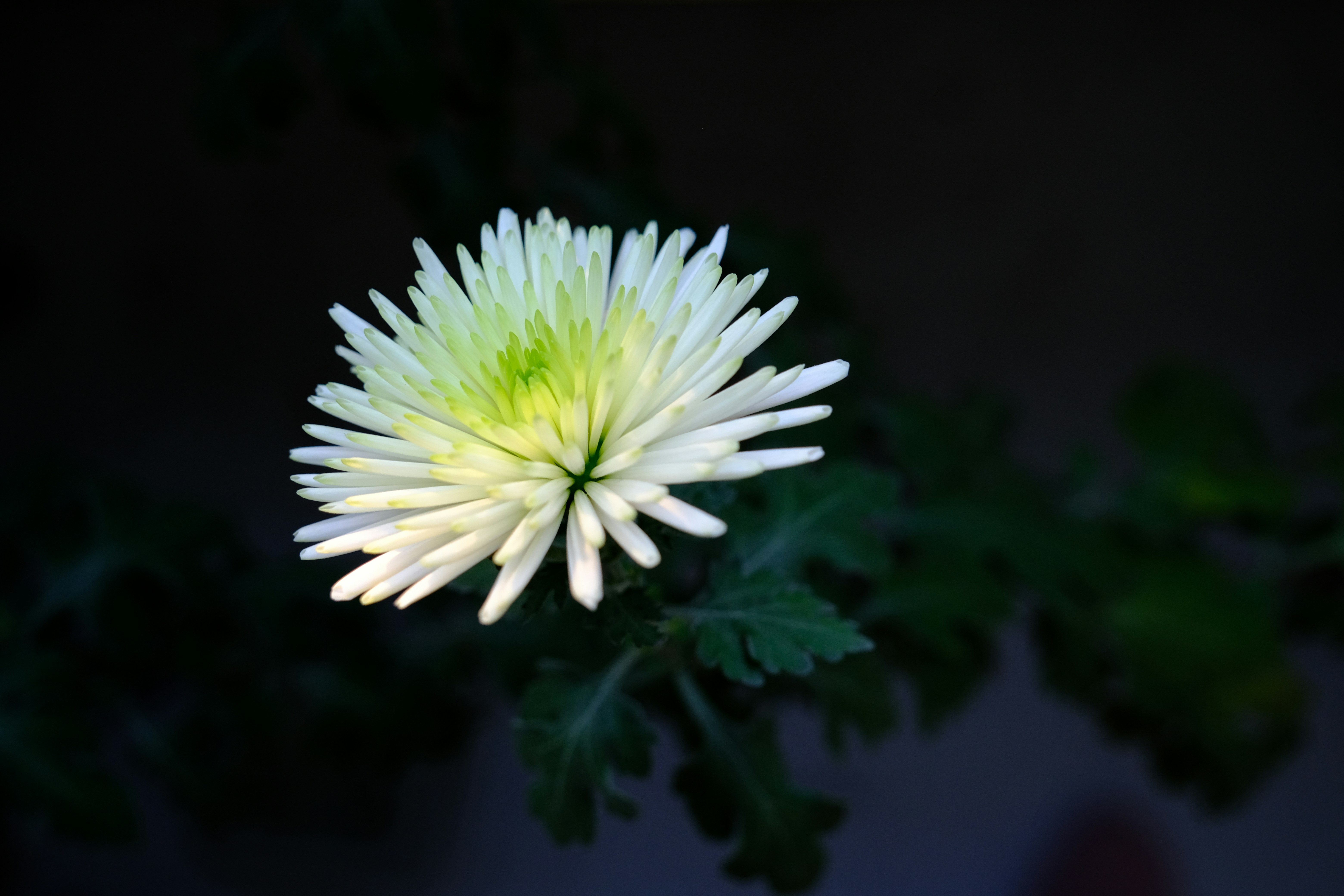 a close up of a white flower with green leaves