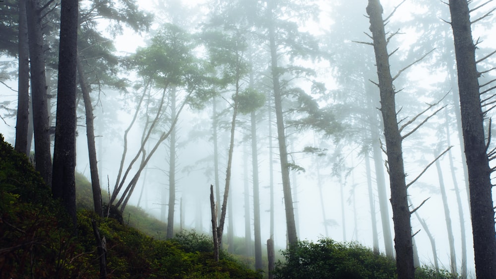 a foggy forest filled with lots of trees