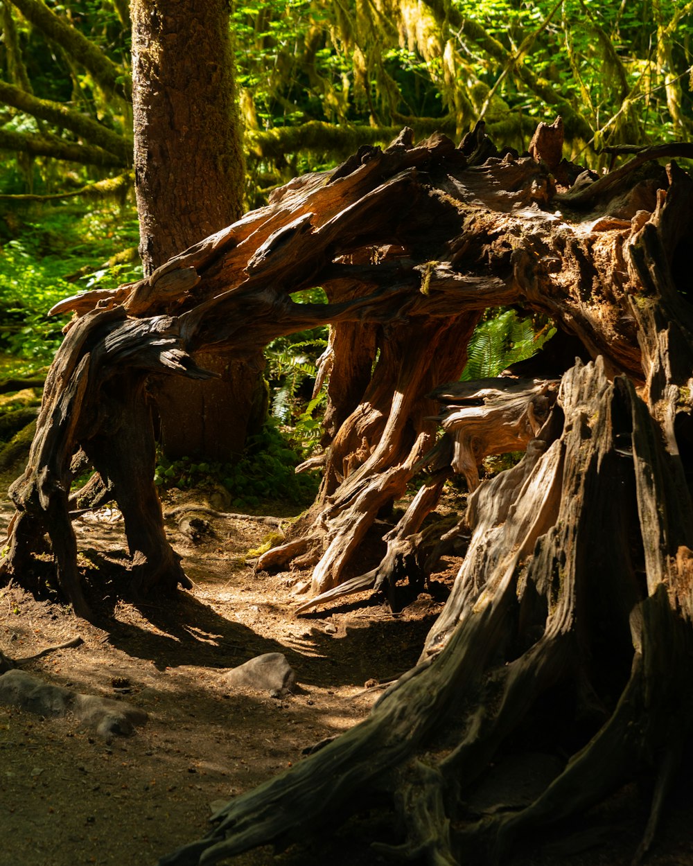 a group of trees that are in the dirt