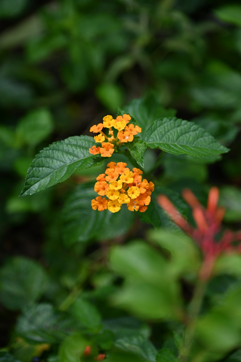 a small orange and yellow flower with green leaves