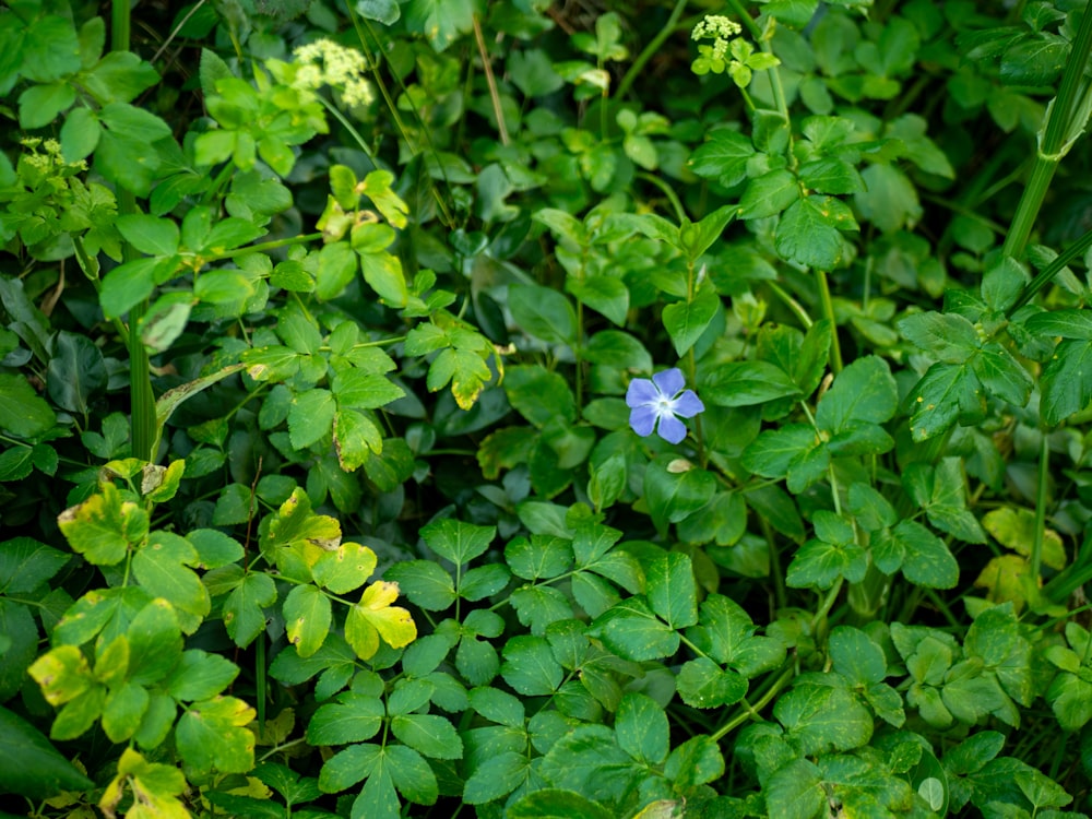 a small blue flower surrounded by green leaves