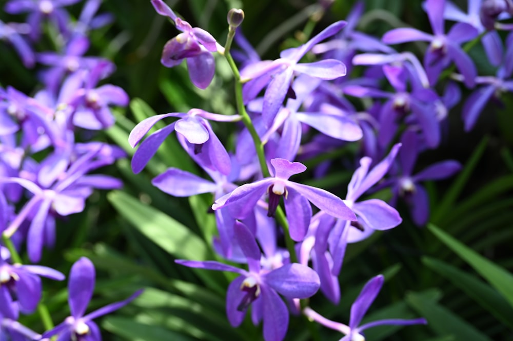 a bunch of purple flowers that are in the grass