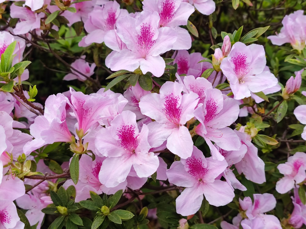 a bunch of pink flowers with green leaves