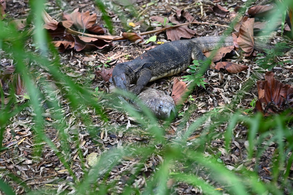 a lizard is laying on the ground in the grass