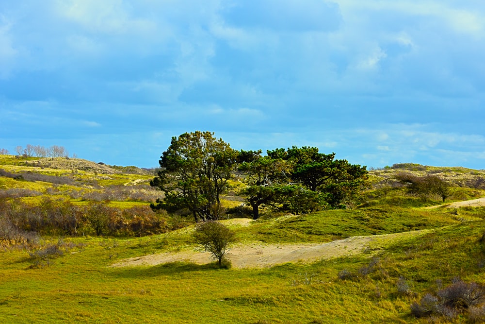 a grassy field with trees on the side of it