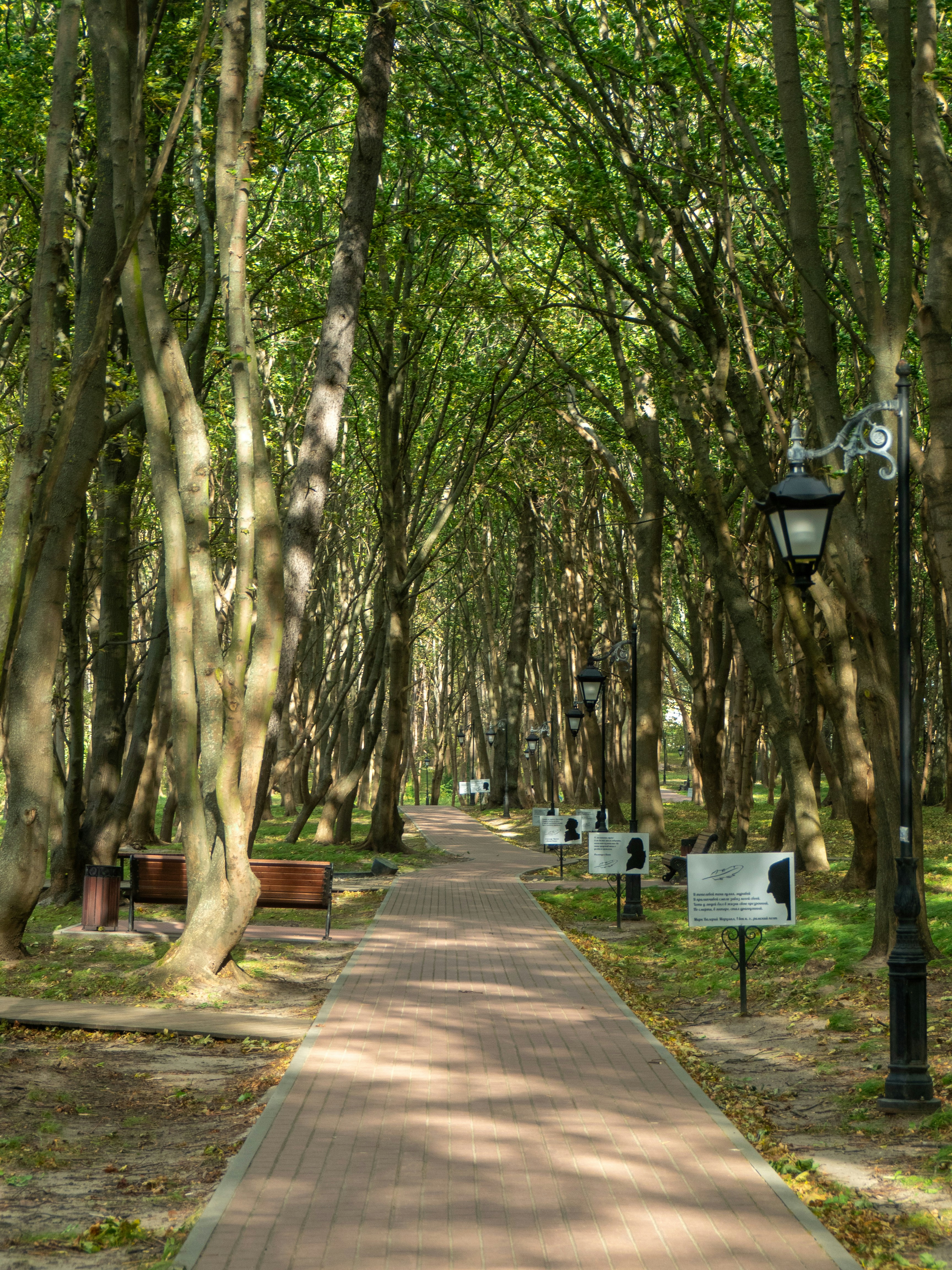 a walkway in a park lined with trees