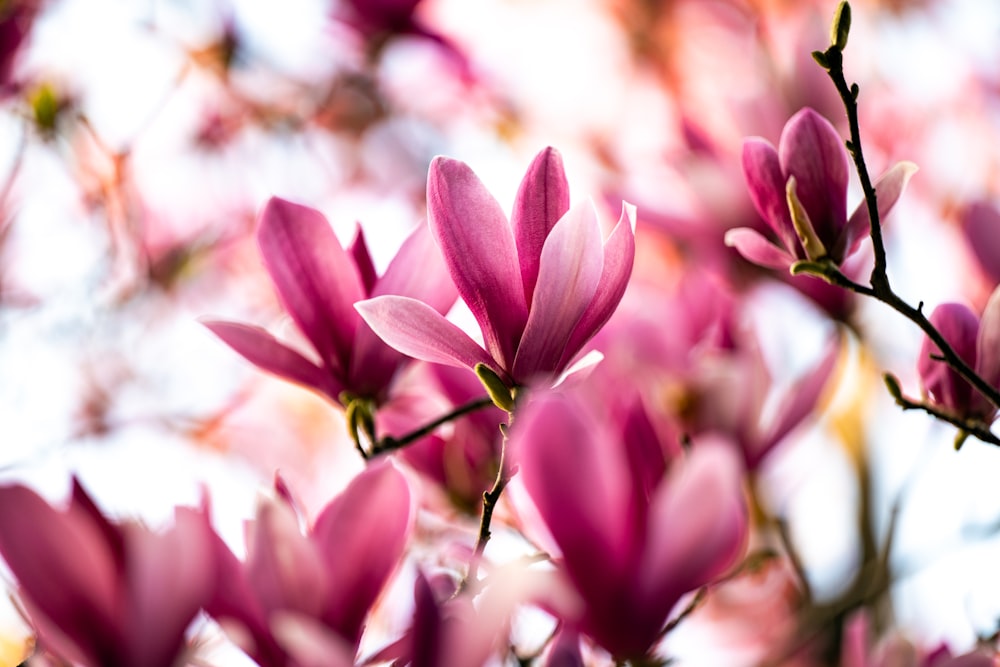 a close up of a tree with pink flowers