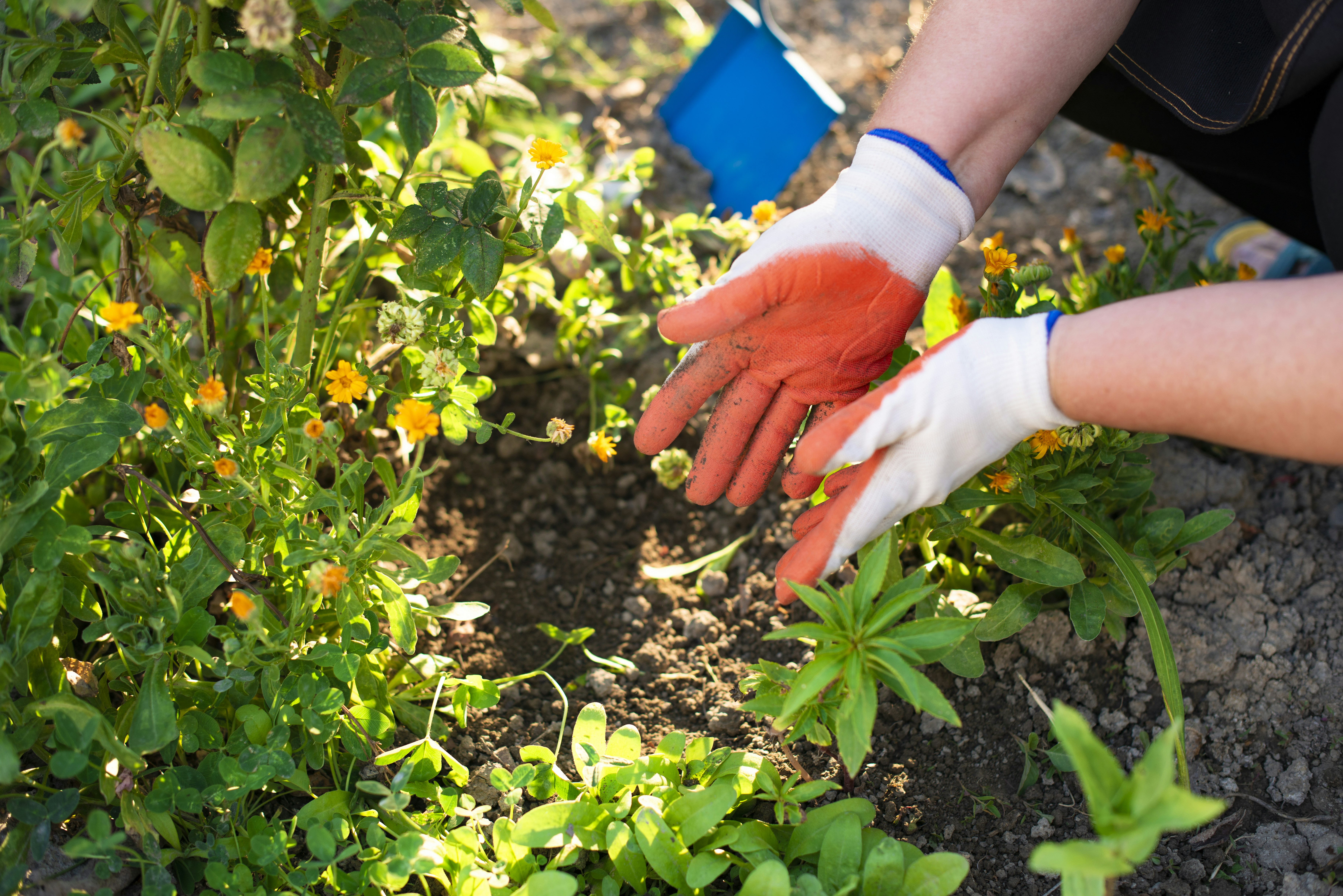 A person wearing orange and white gardening gloves tending to flowers in soil
