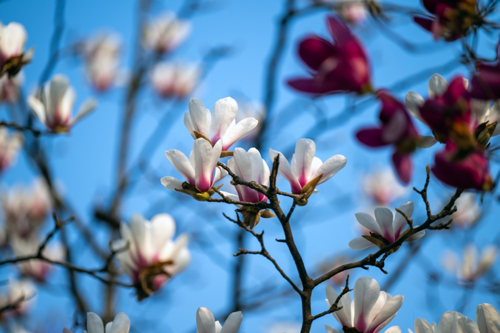 a bunch of white and pink flowers on a tree