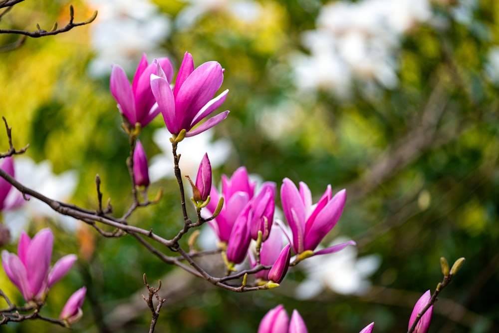 un primer plano de un árbol con flores rosadas