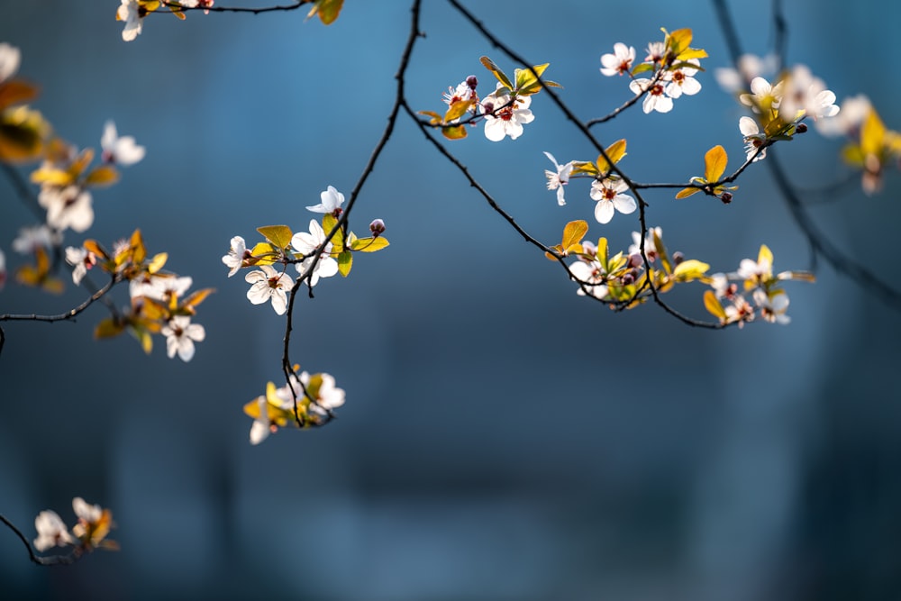 a branch with white and yellow flowers on it