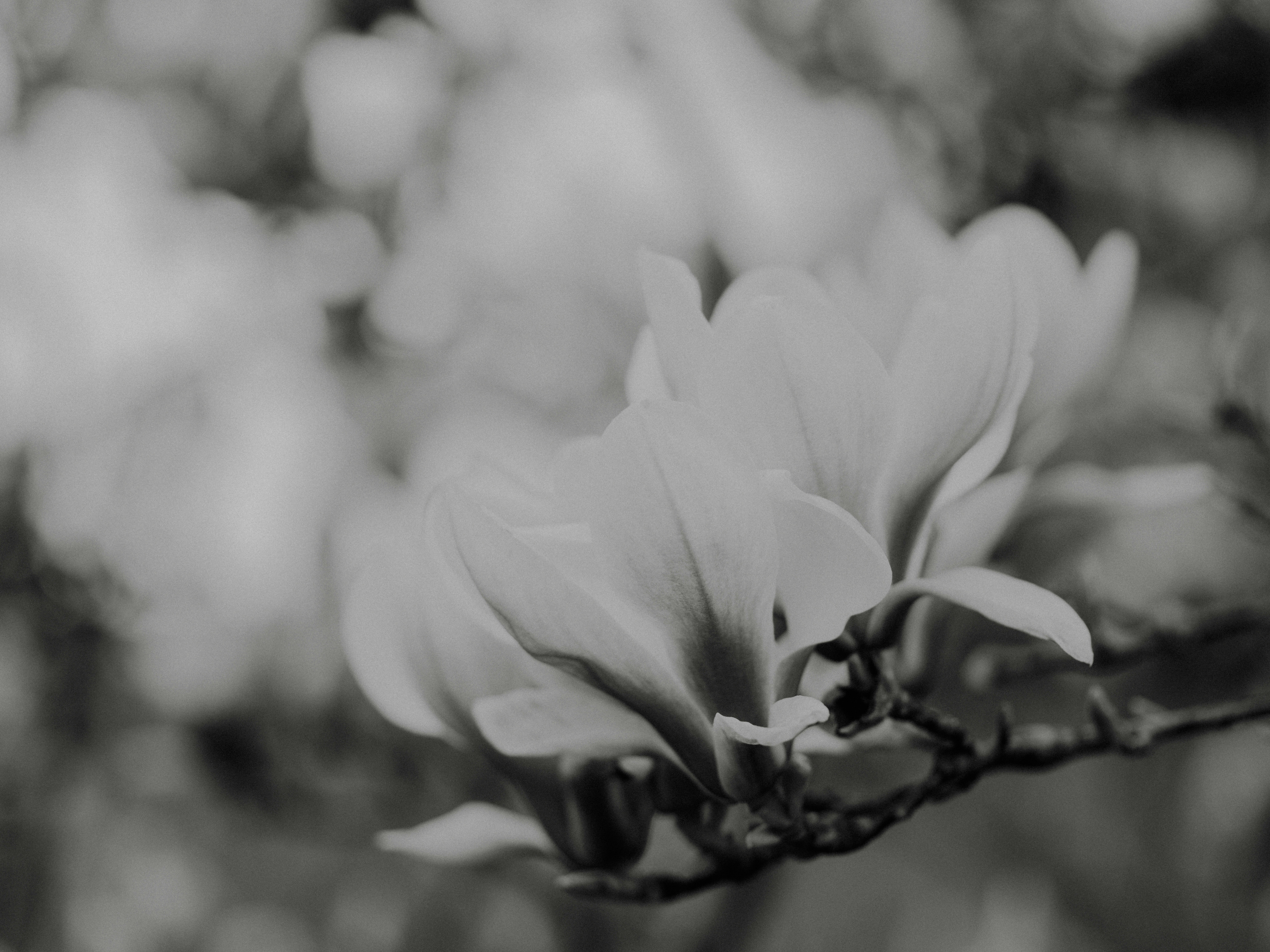 Photo by anniespratt