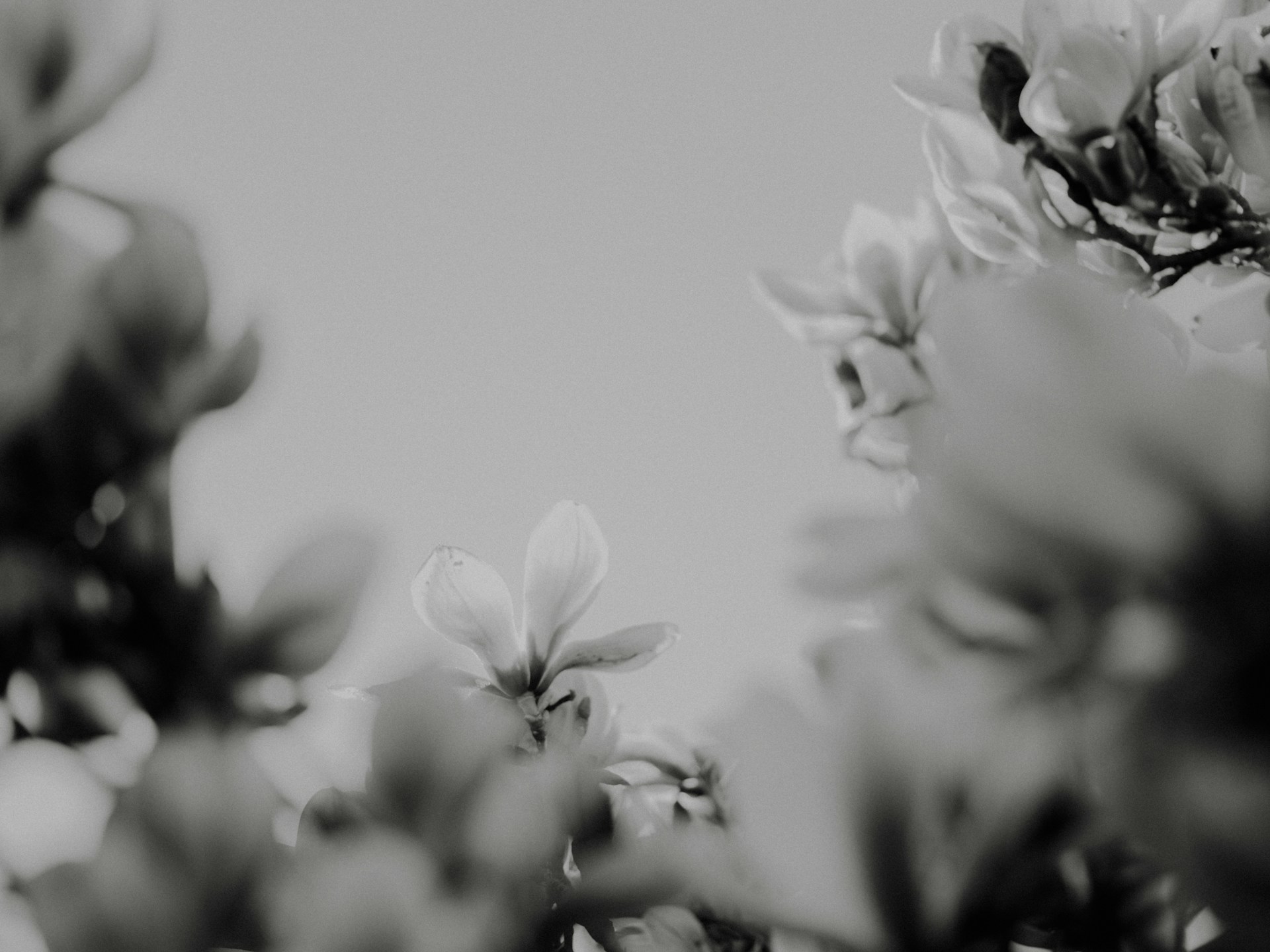 a black and white photo of some flowers