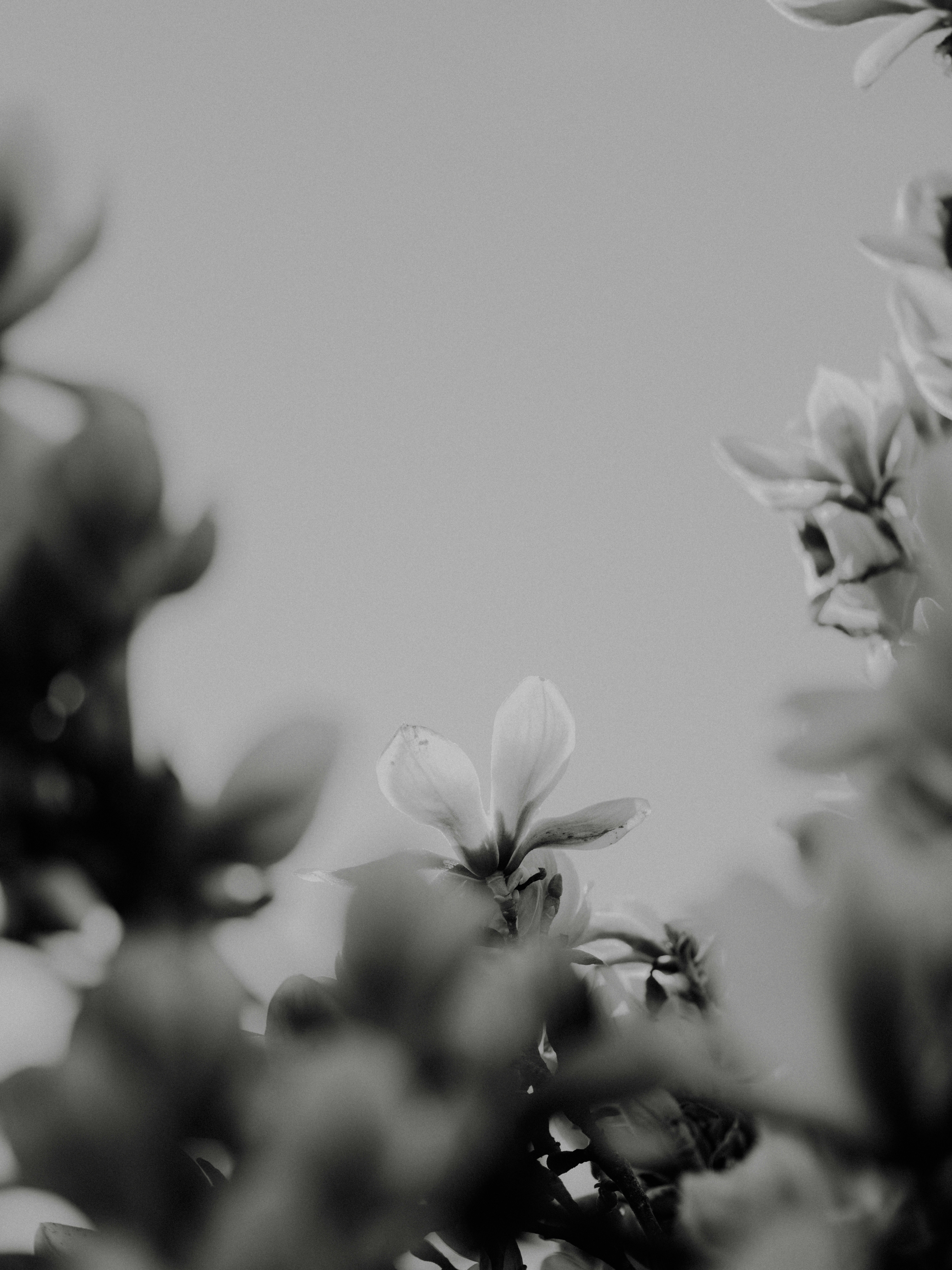 A black and white photo of some flowers photo – Free Spring Image on  Unsplash, image size:3000x4000