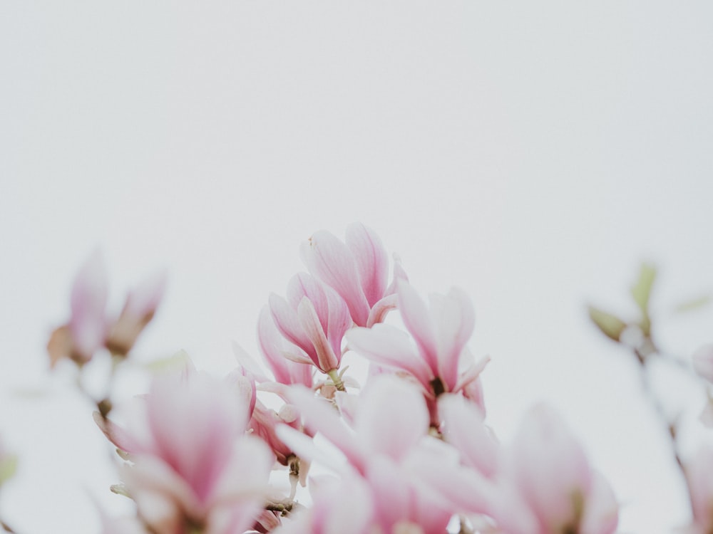 a bunch of pink flowers with a sky background