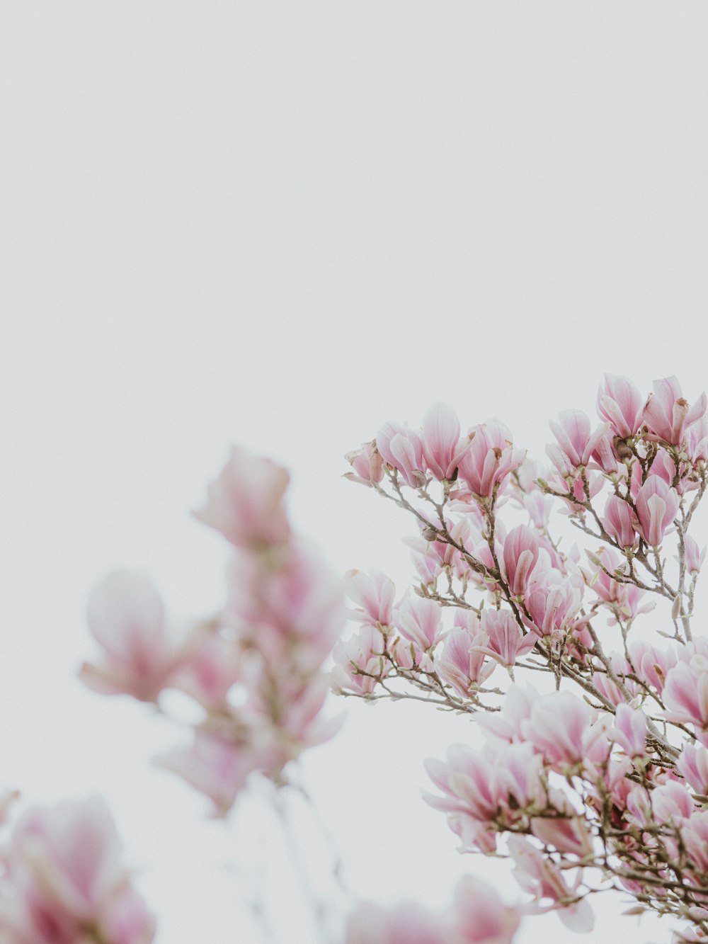 a bunch of pink flowers that are in a vase