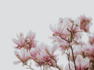 a close up of pink flowers on a tree