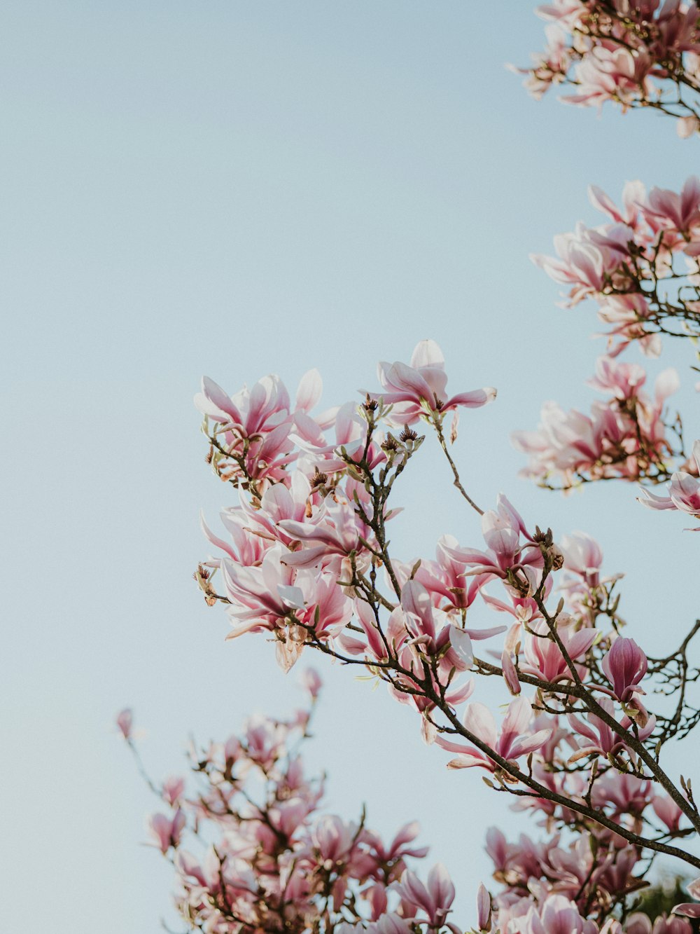 a tree with lots of pink flowers on it