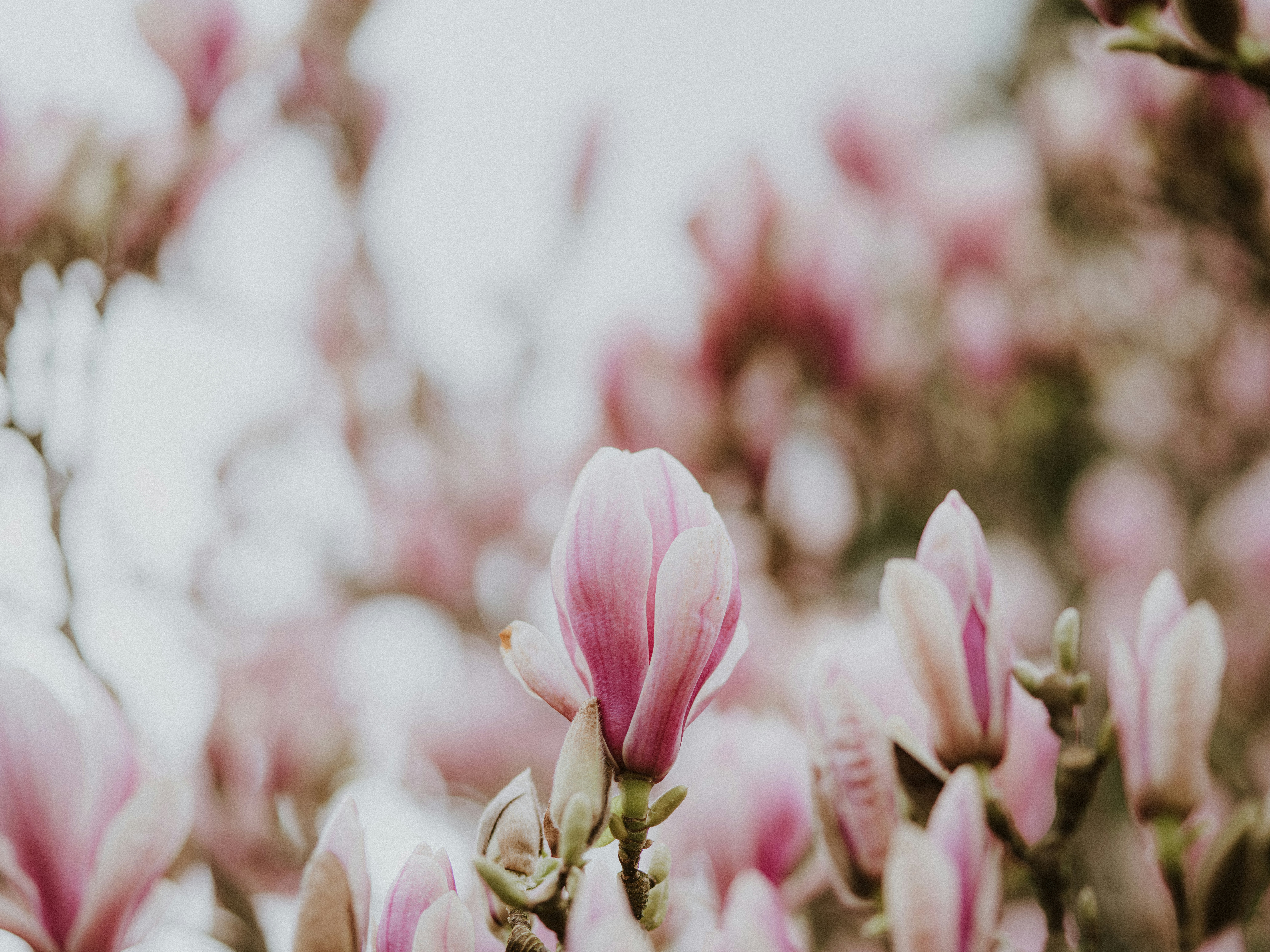 Photo by anniespratt