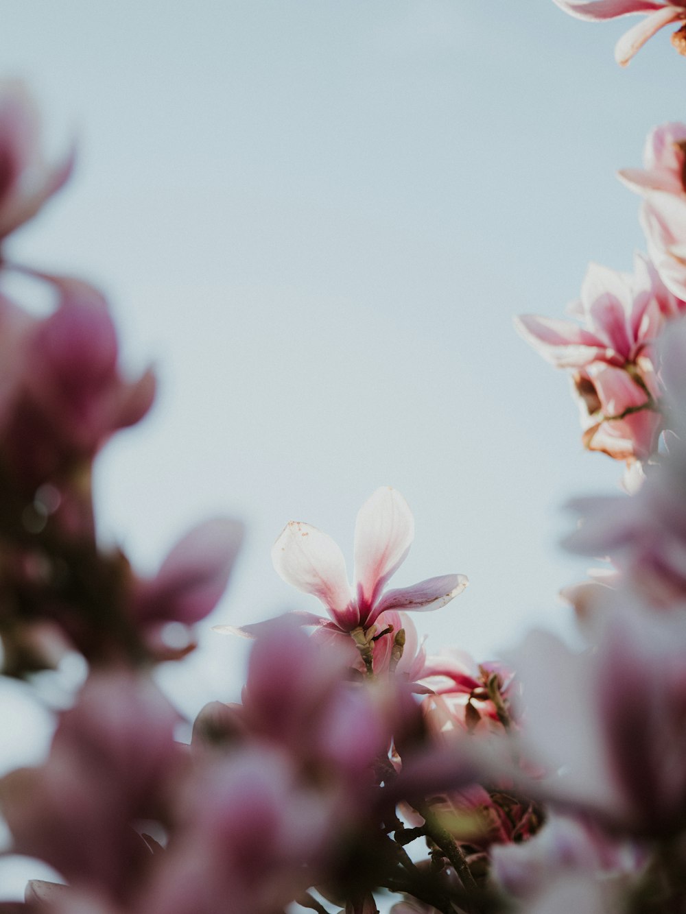 a bunch of flowers that are in the air