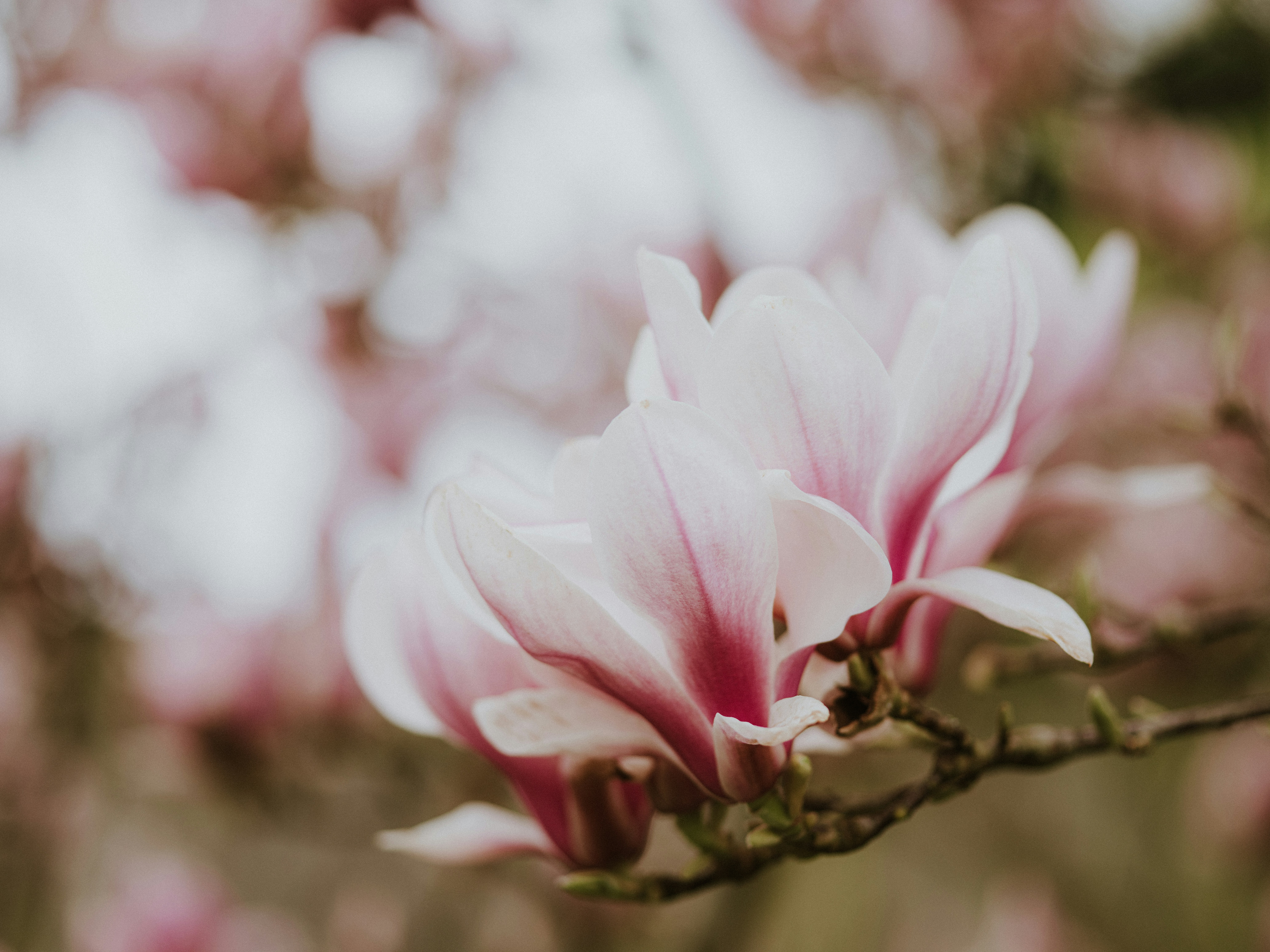 Photo by anniespratt