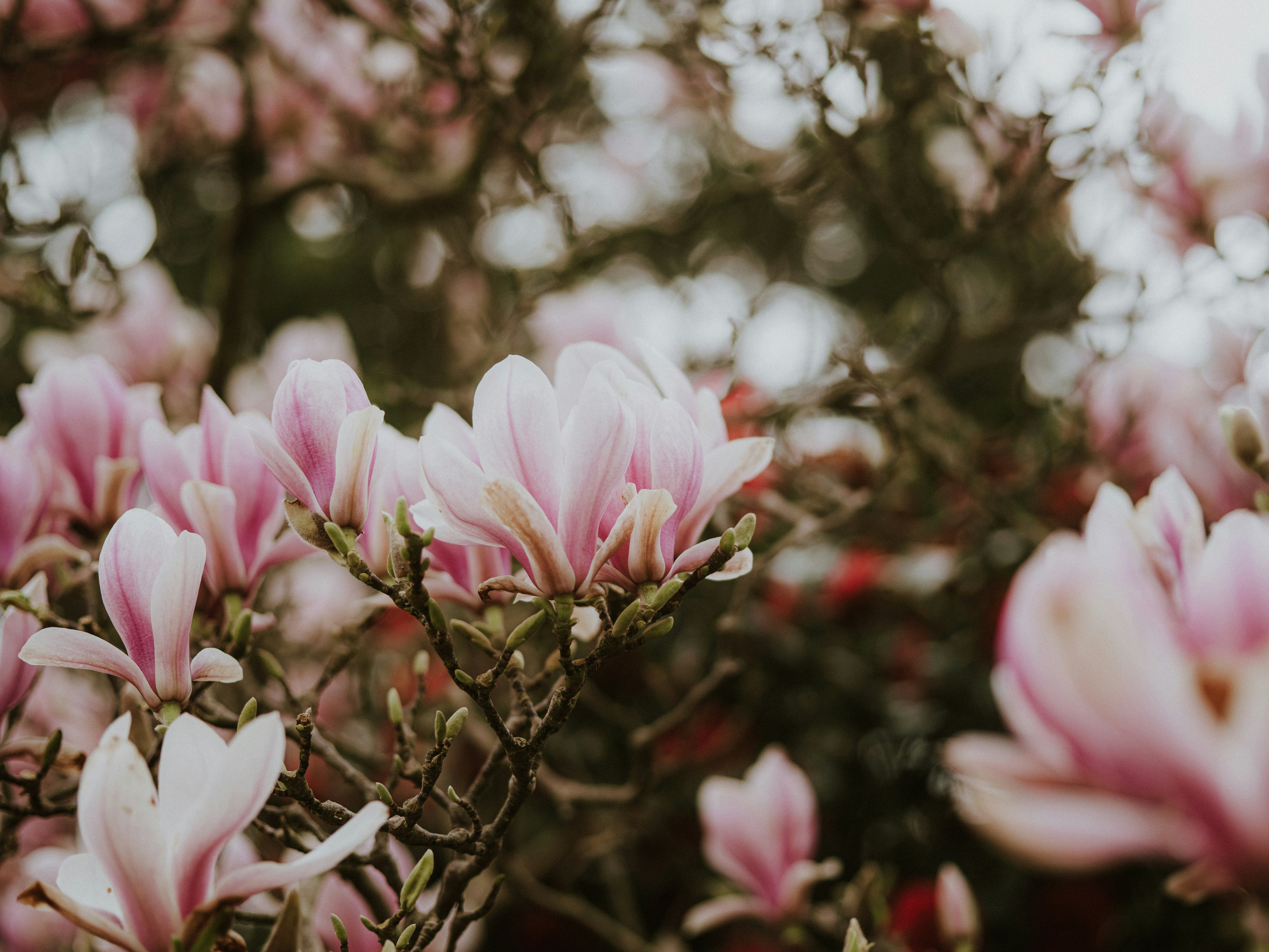 Photo by anniespratt