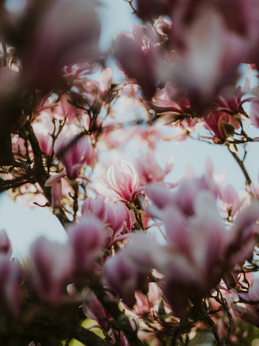 a tree filled with lots of pink flowers