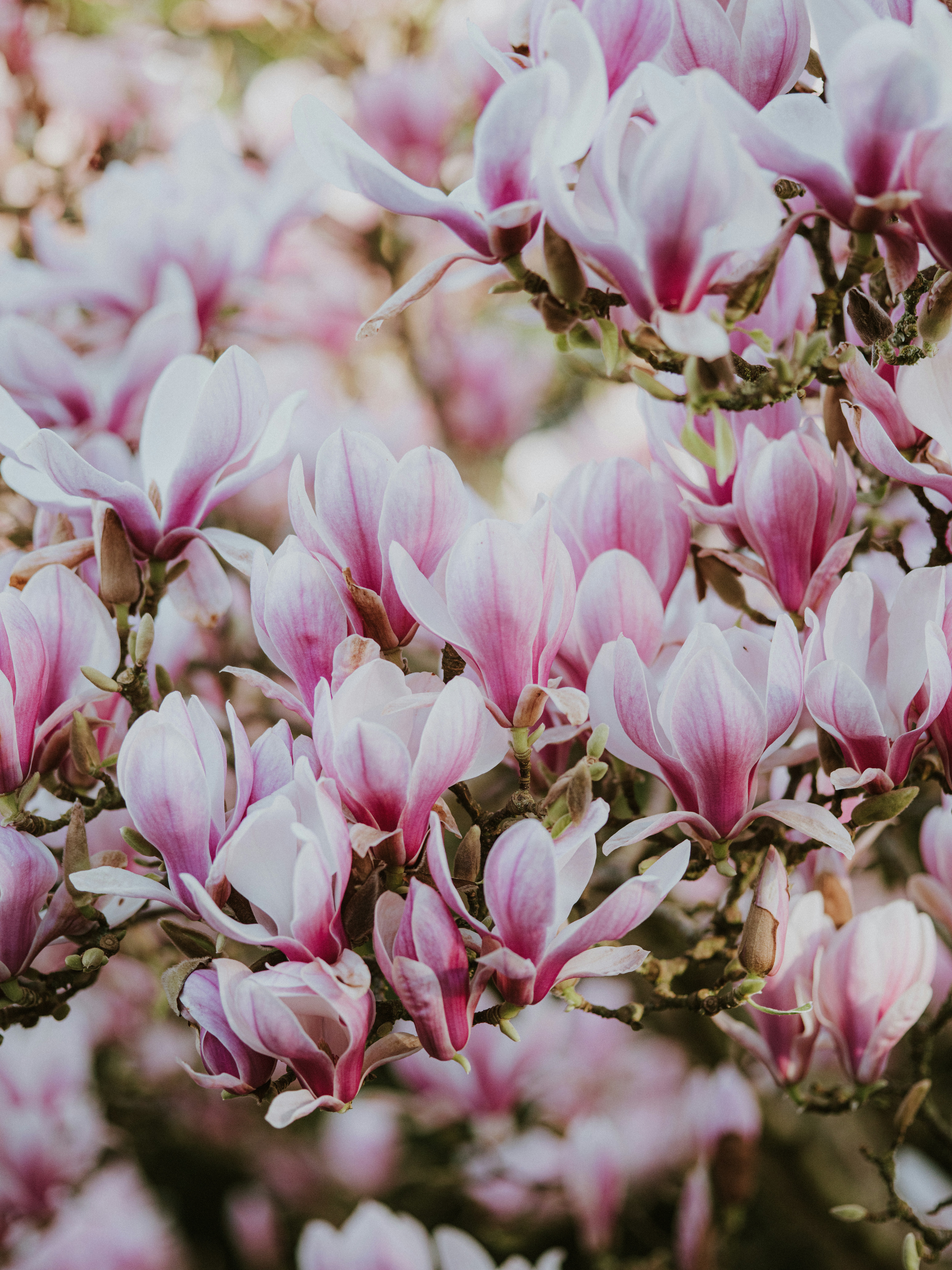 Photo by anniespratt