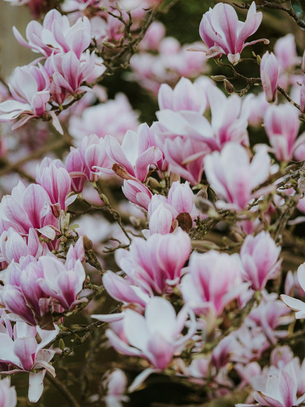 a bunch of pink flowers that are on a tree