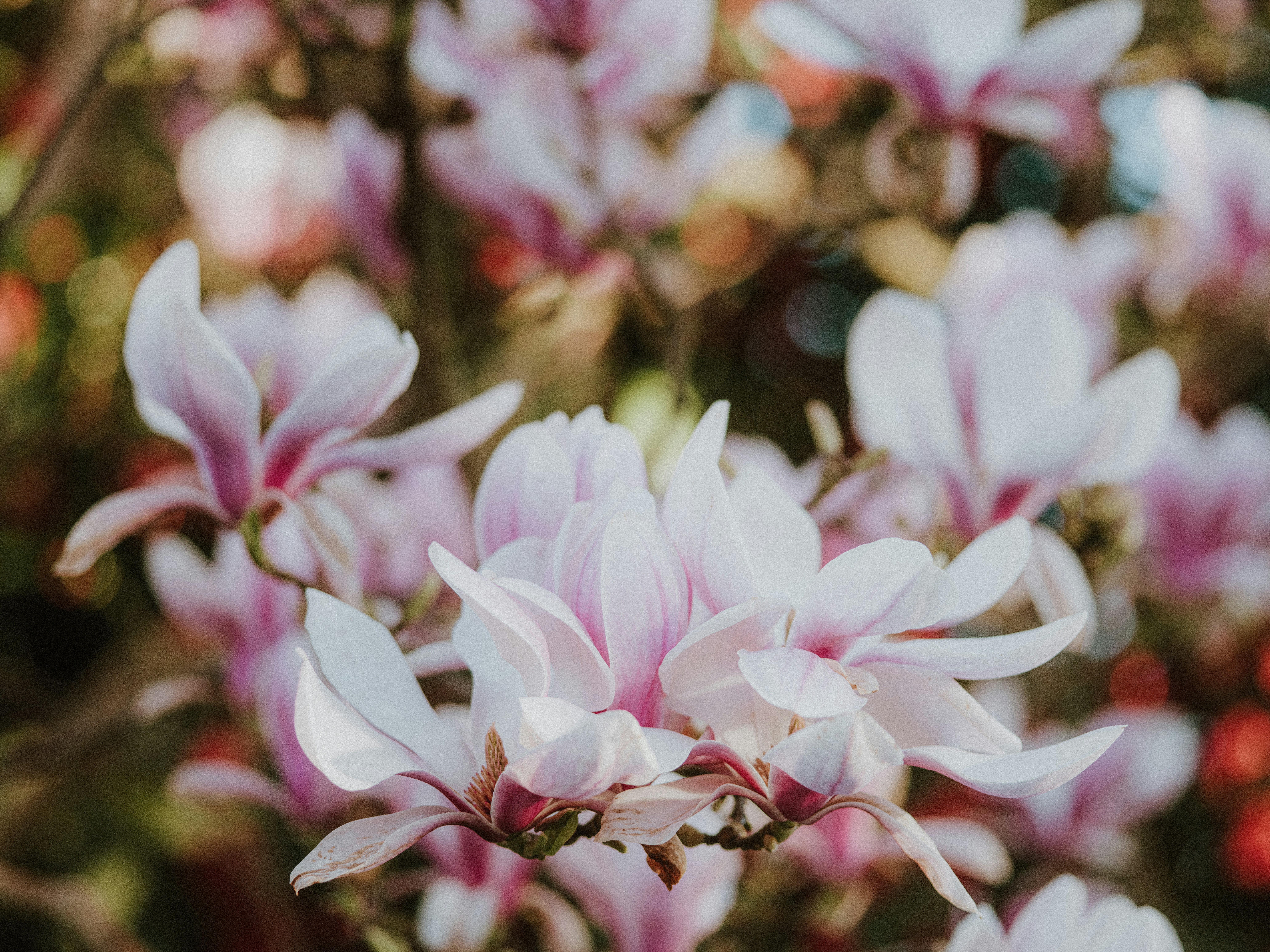 Photo by anniespratt