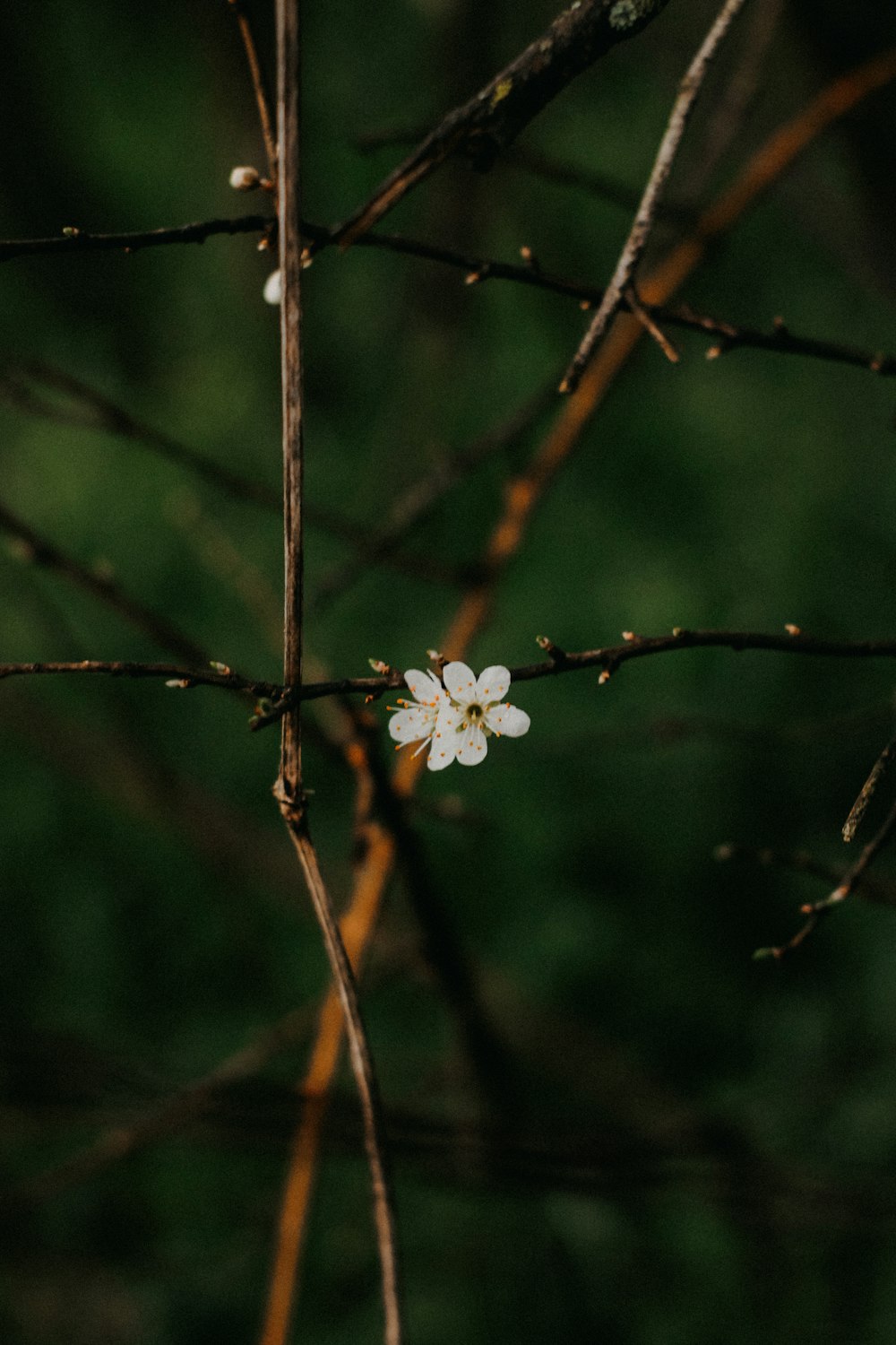 a small white flower sitting on top of a tree branch